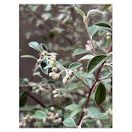 Cotoneaster franchetii