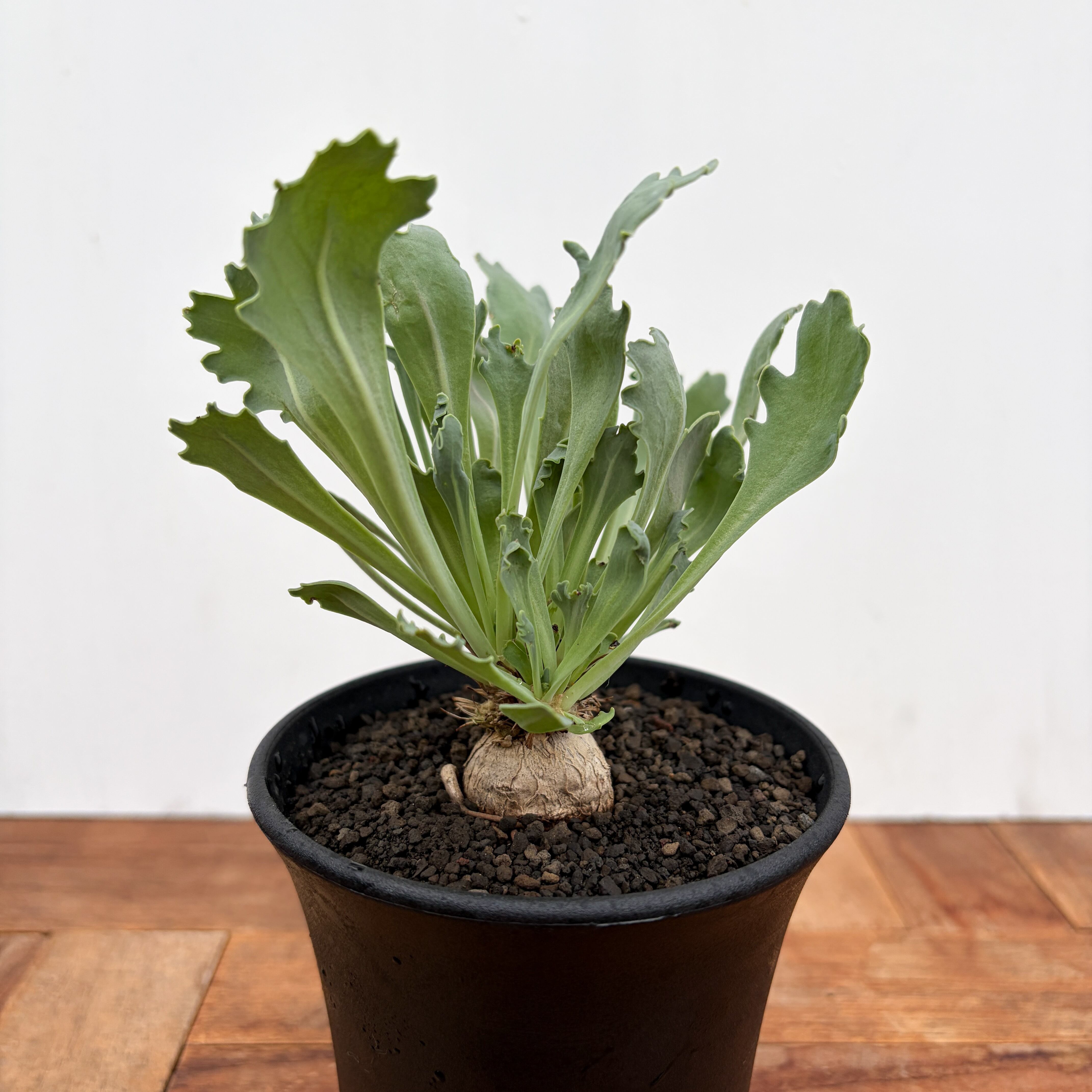 マテ シクロフィラ Matelea cyclophylla　親木 f9f393b7477b351147886639588aa0