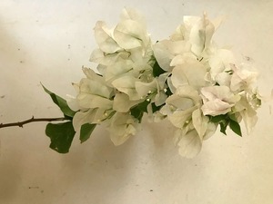 つづるガラスアート ブーゲンビリア 特大大皿－HAKU－