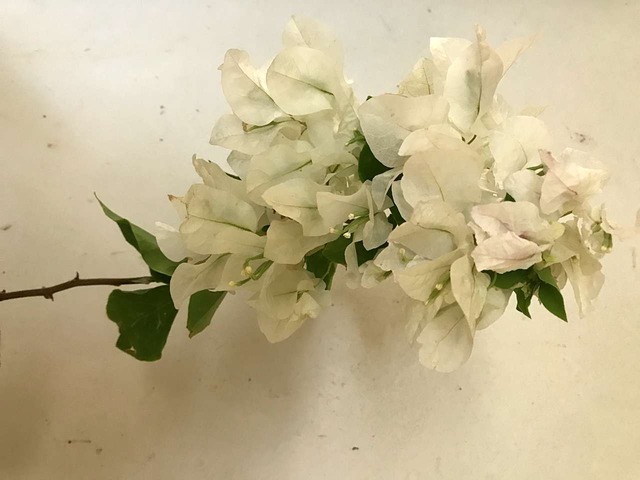 つづるガラスアート ブーゲンビリア 特大大皿－HAKU－