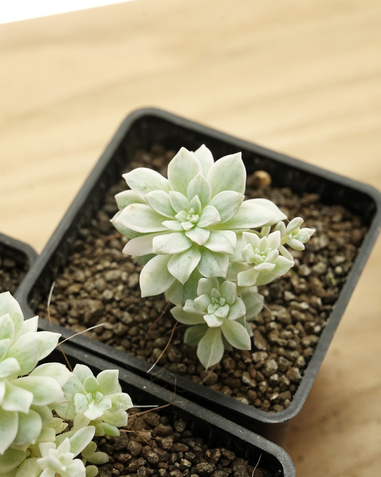 鉢植え プロリフィカ錦 Echeveria prolifica f.variegata