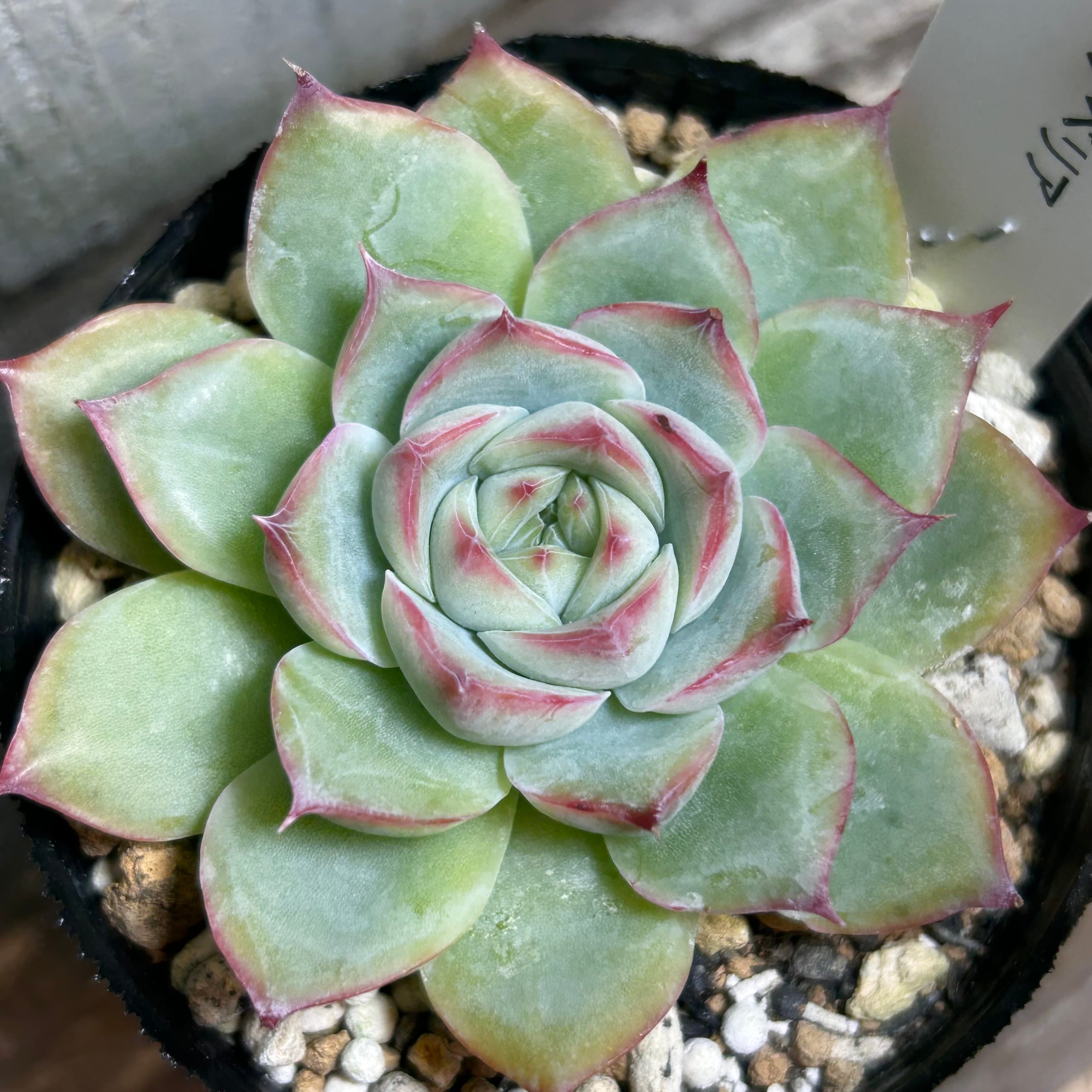 シルエット | RuPo 多肉植物専門店