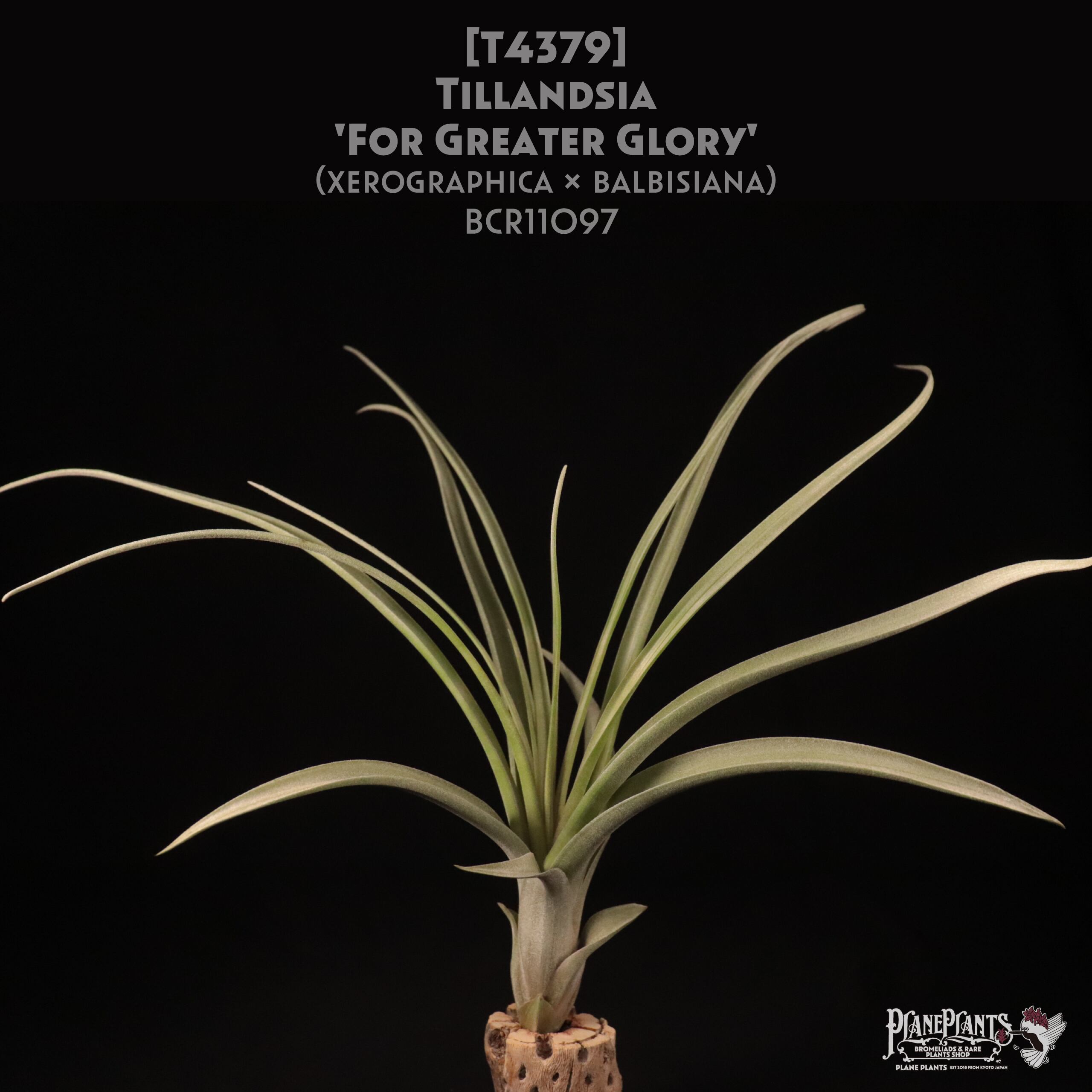 【送料無料】'For Greater Glory'〔エアプランツ〕現品発送T4379