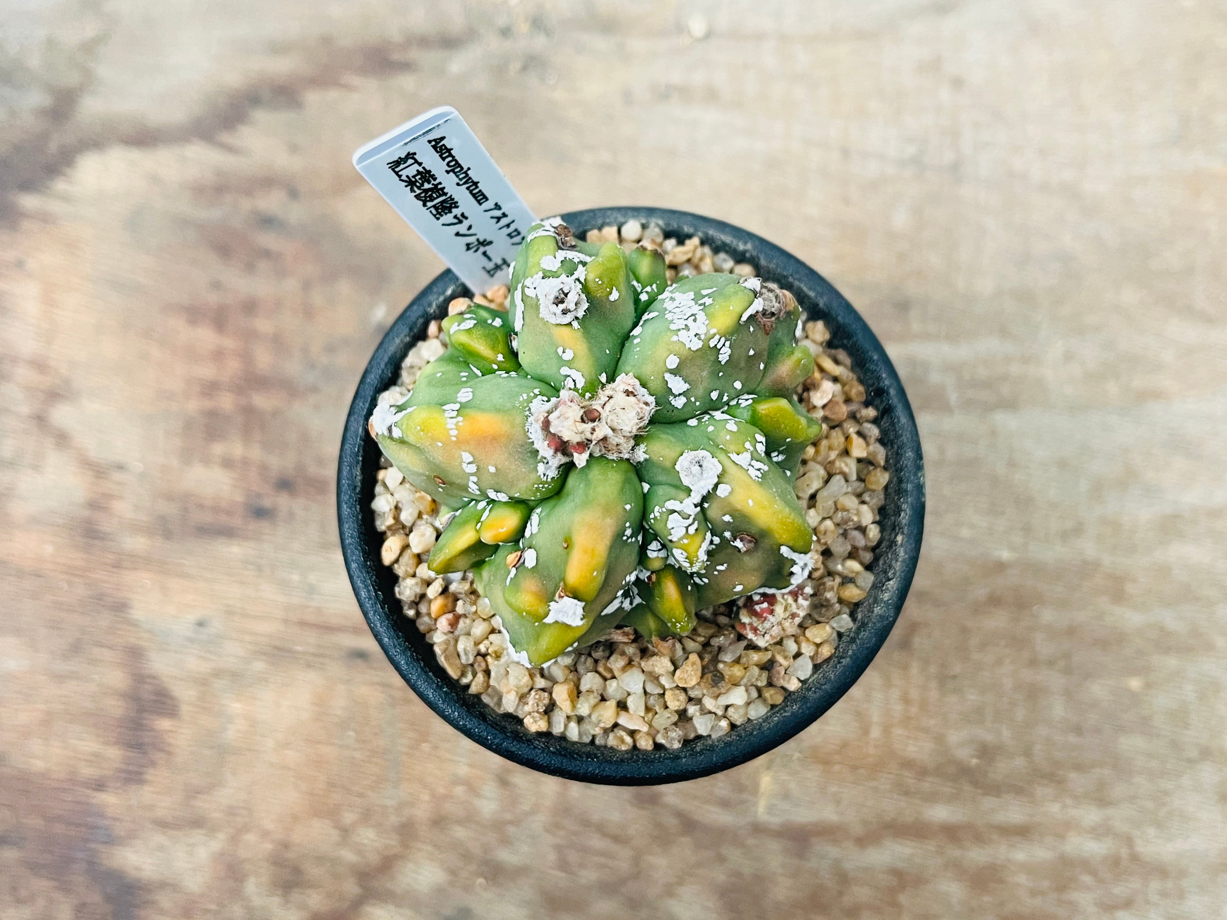 Astrophytum myriostigma アストロフィツム 紅葉複隆ヘキラン 紅葉複隆
