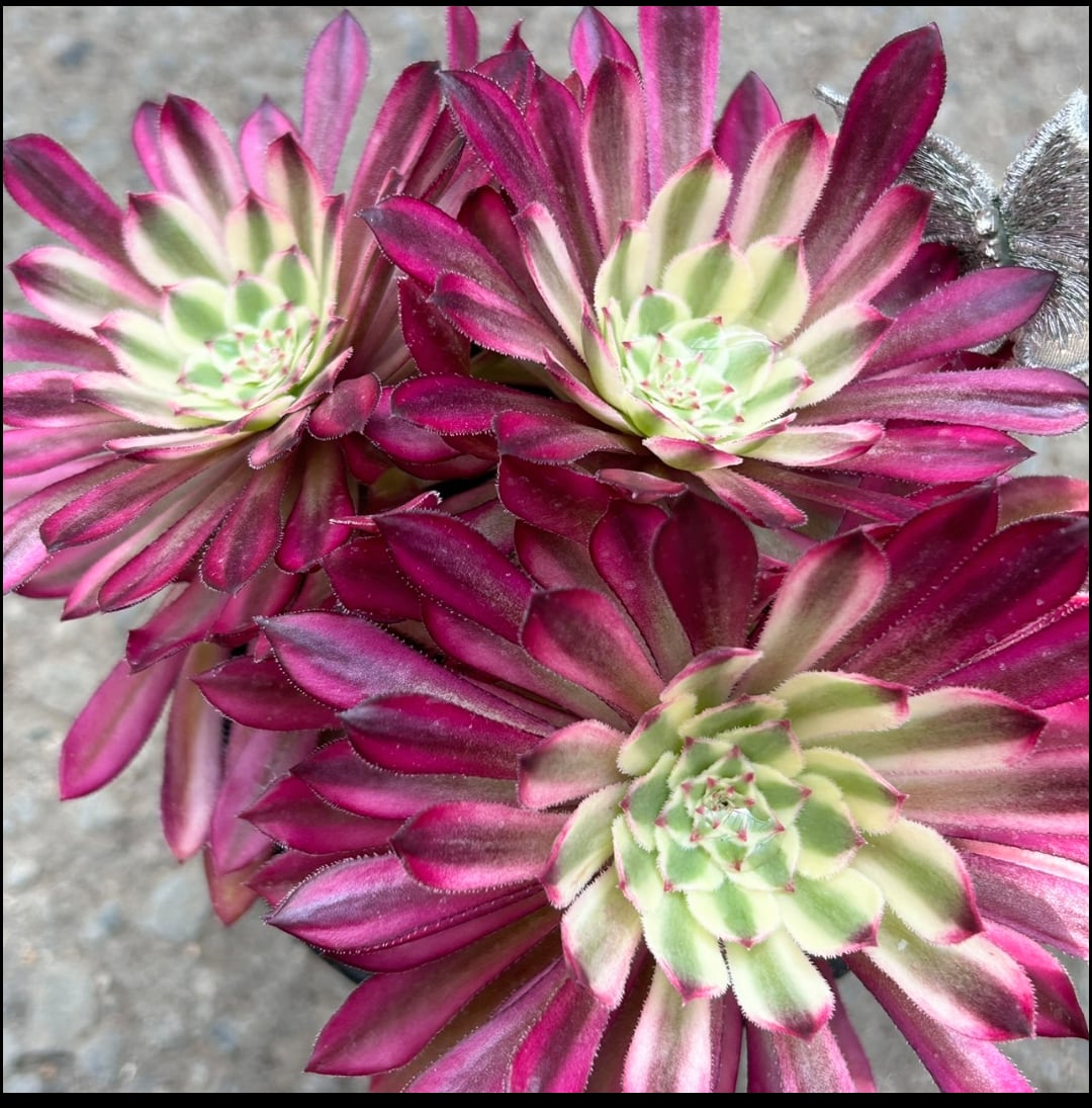 63#多肉植物アエオニウム錦❤️仙墨❤️12頭26cm拨き苗 63#多肉植物アエオニウム錦❤️仙墨❤️12頭26cm拨き苗 NEW RELEASE