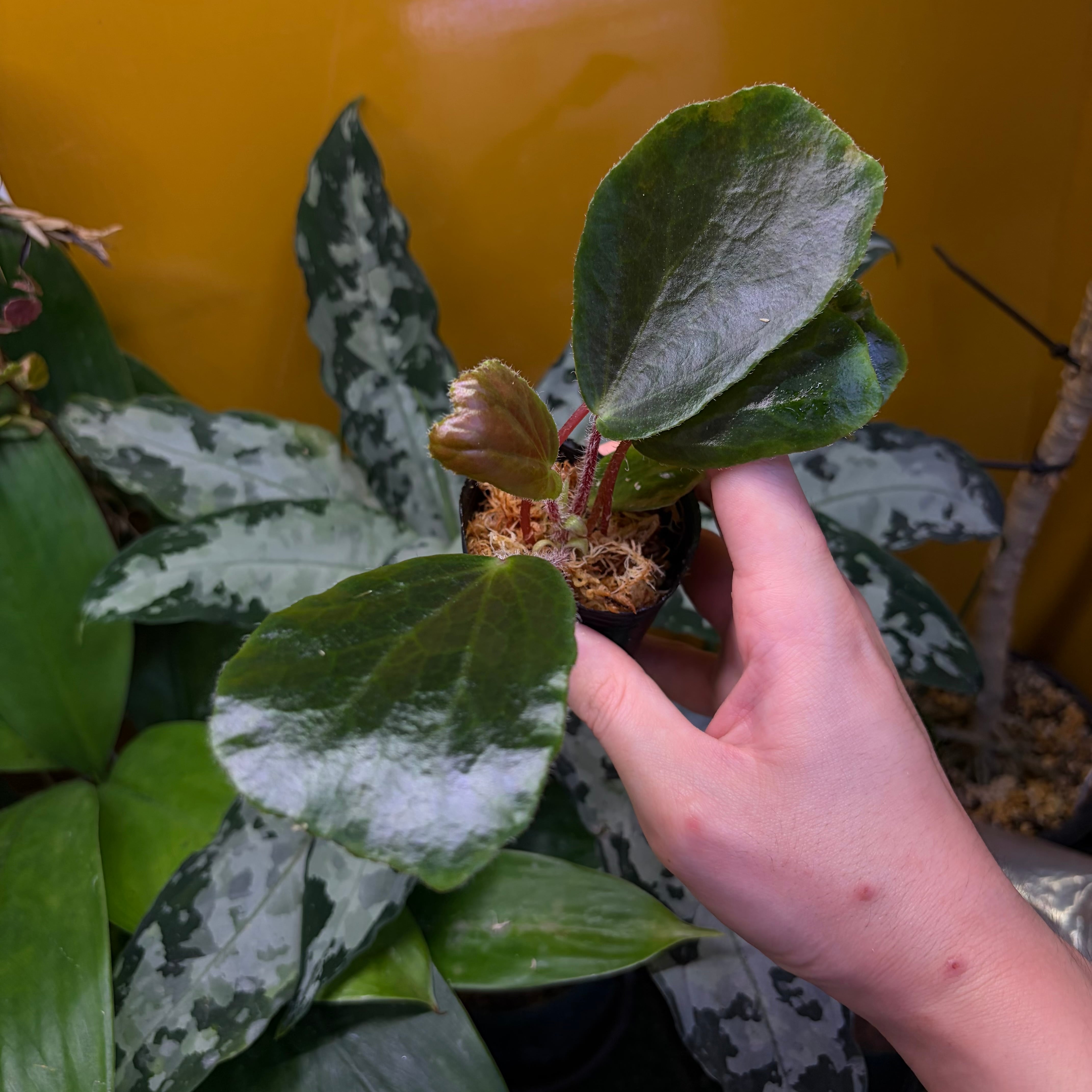 Begonia sp. Vietnam 原種ベゴニア ベトナム | 熱帯雨林植物専門店
