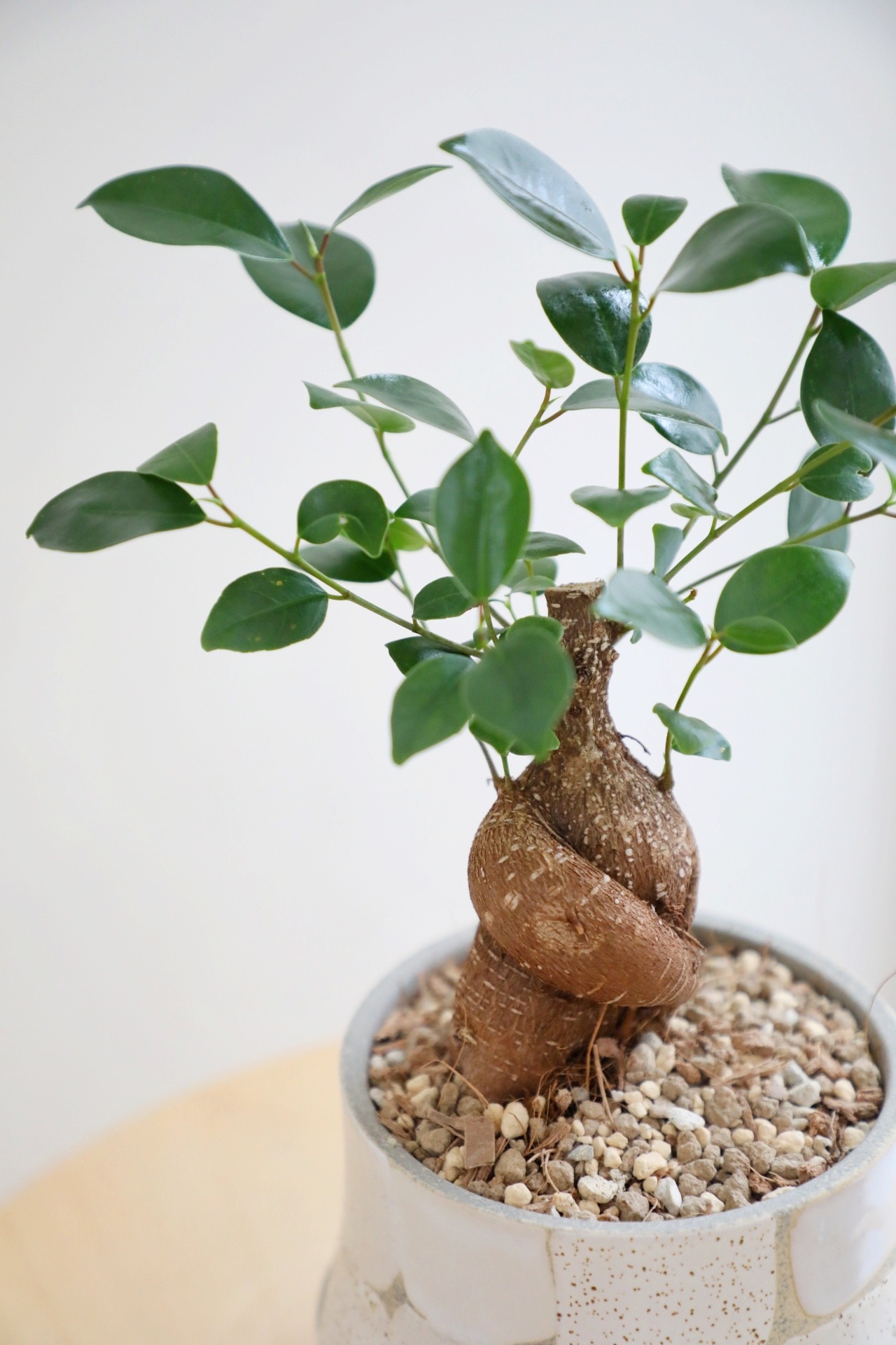 【M】ガジュマル/Ficus microcarpa