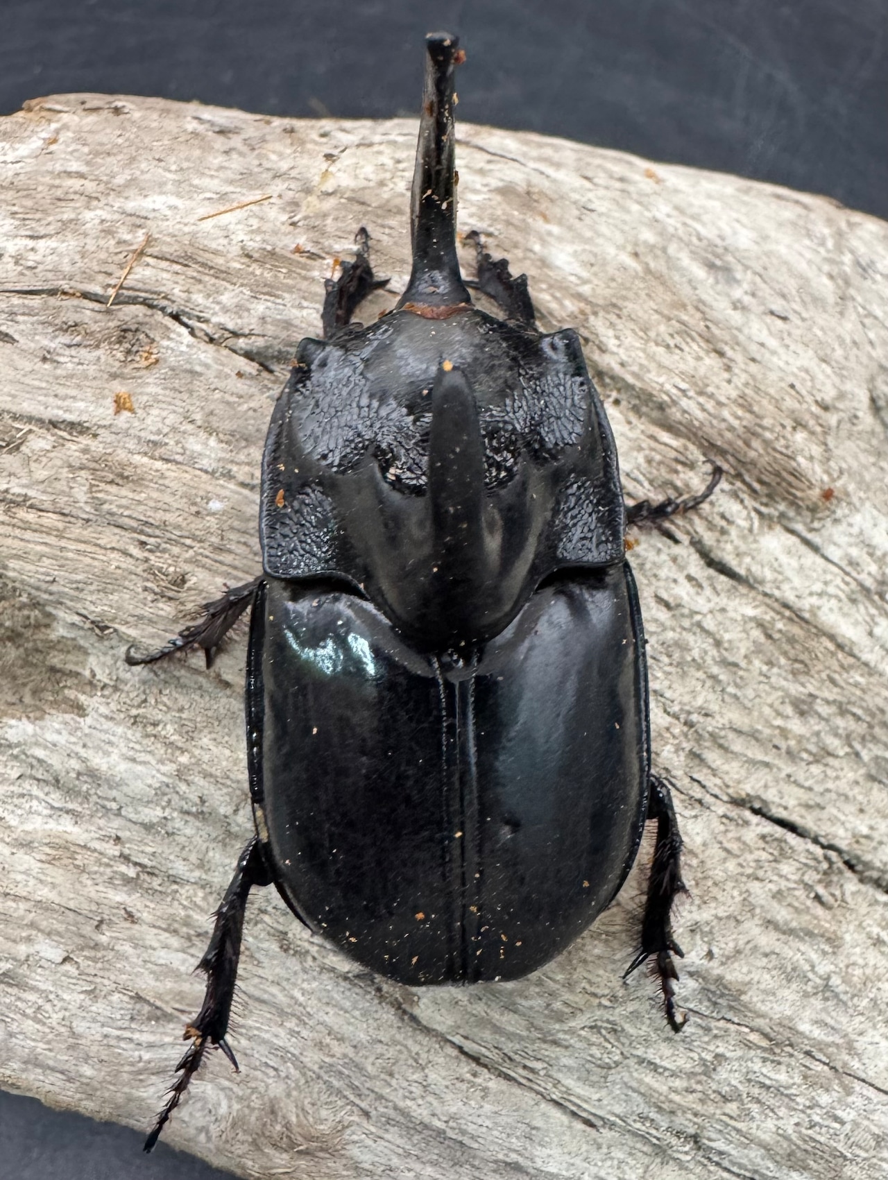 【WD】《シムソンメンガタカブト 南カリマンタン産 56mm ♂単》