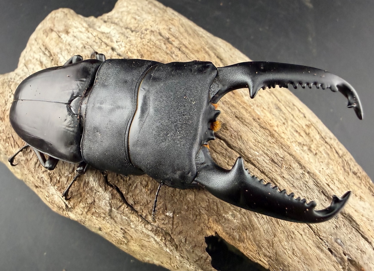 《パラワンオオヒラタ マンタリンガハン産 101.5mm ペア》