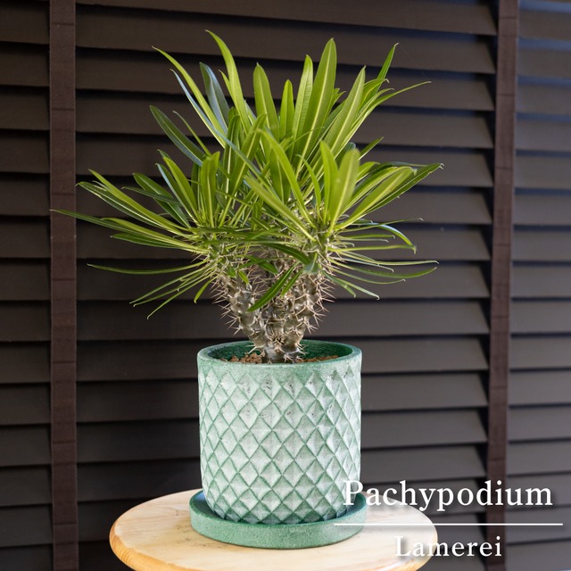 ユッカ ウィップレイ 南国 耐寒性常緑低木 5号 陶器鉢 ロストラータ 地植えもできる人気の植物