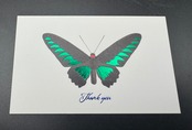 Thank you カード 5枚入り(アカエリトリバネアゲハ)