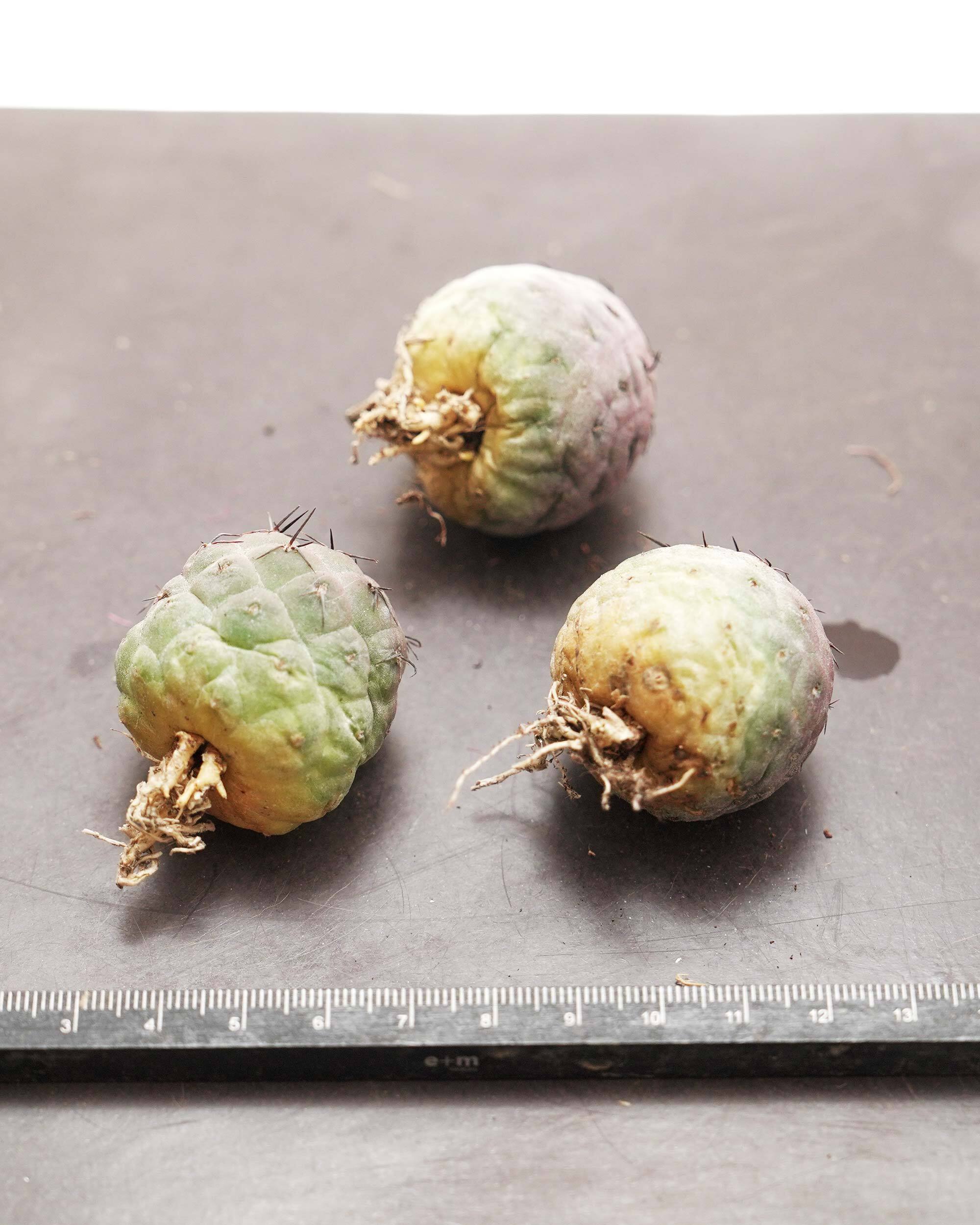 未発根苗 テフロカクタス 習志野 Tephrocactus geometricus | PUKUBOOK