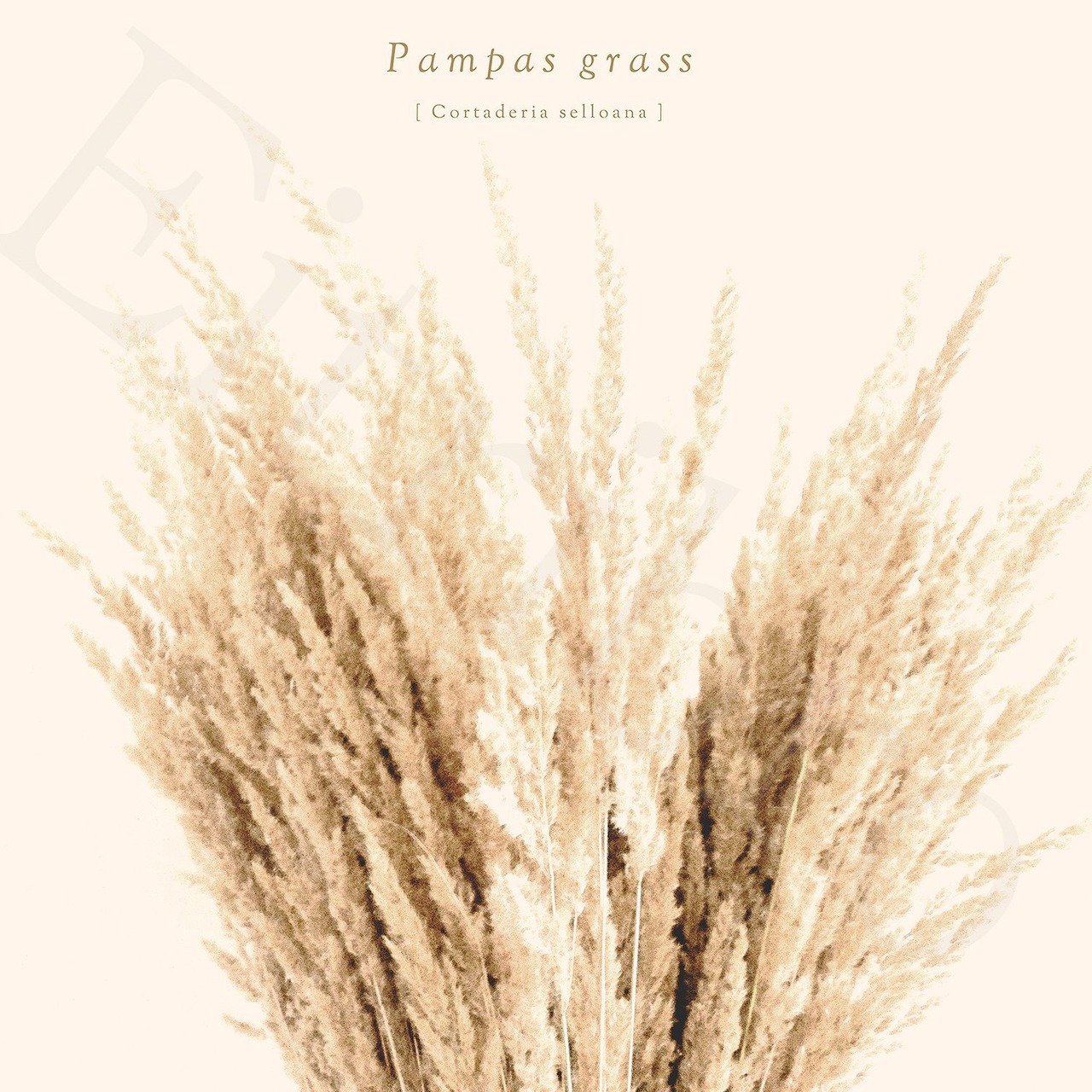 アートポスター / Pampas grass No.2  eb114