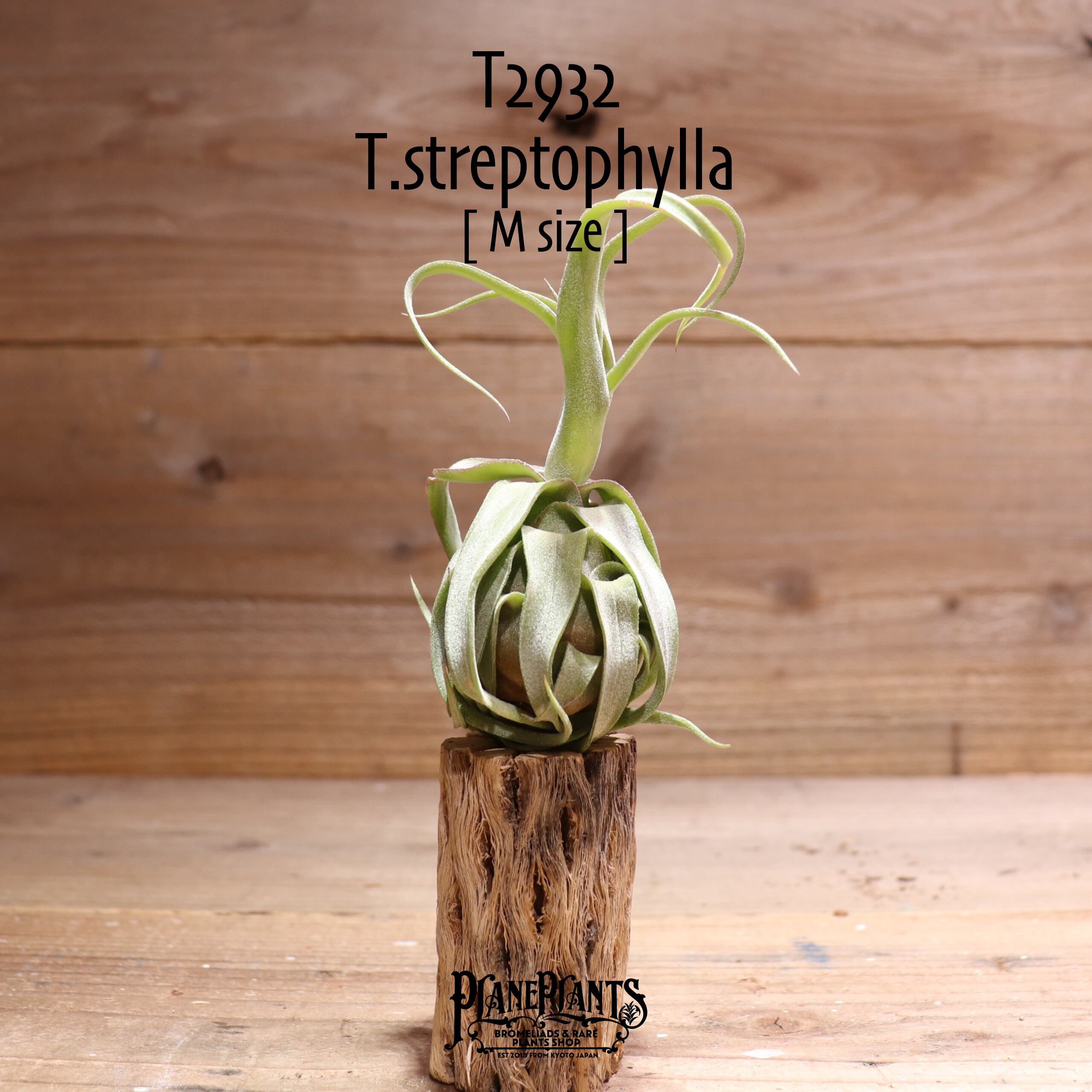 【送料無料】streptophylla M〔エアプランツ〕現品発送T2932
