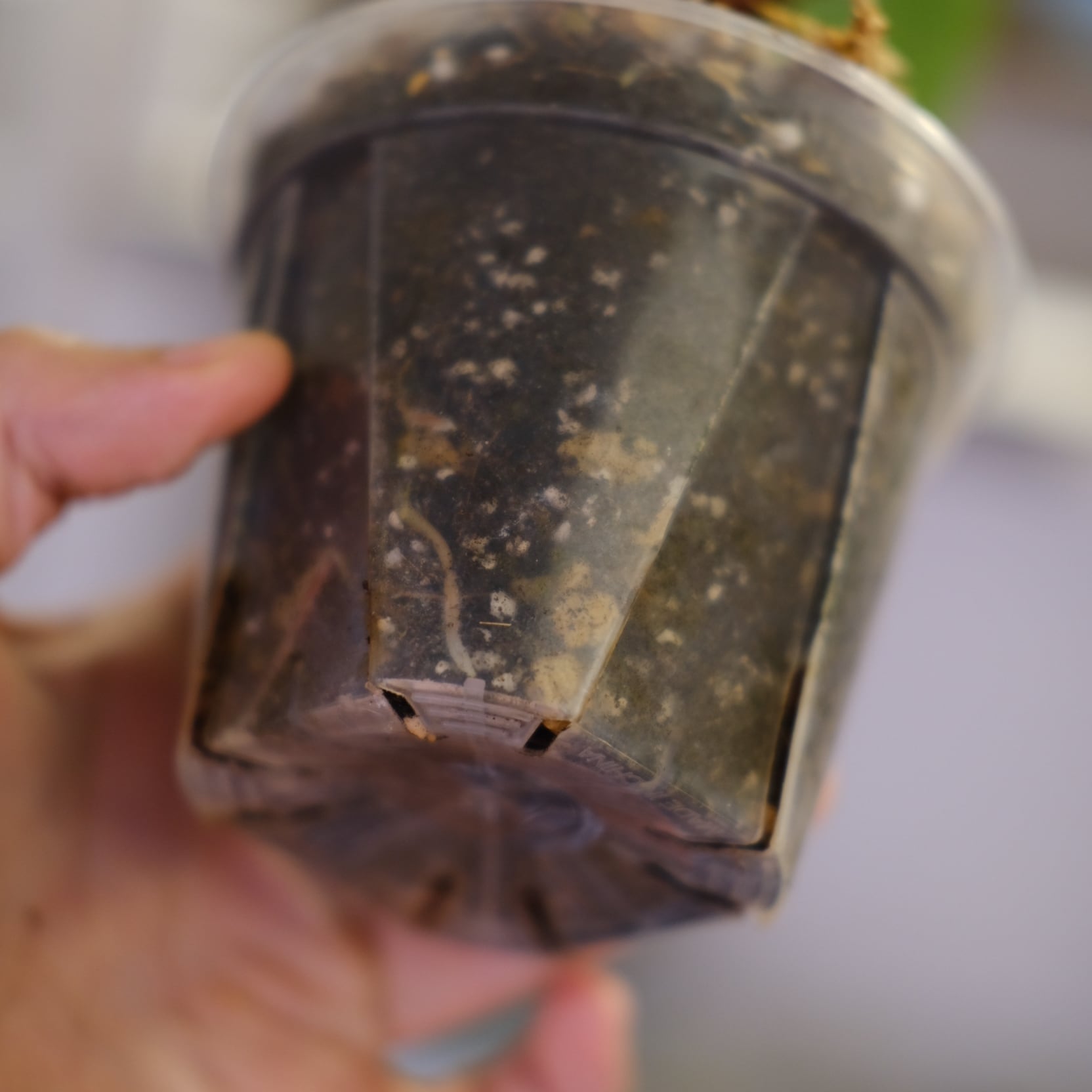 Papillilaminum GunaYala × Zara Michelle② / パピラミナム グナヤラ