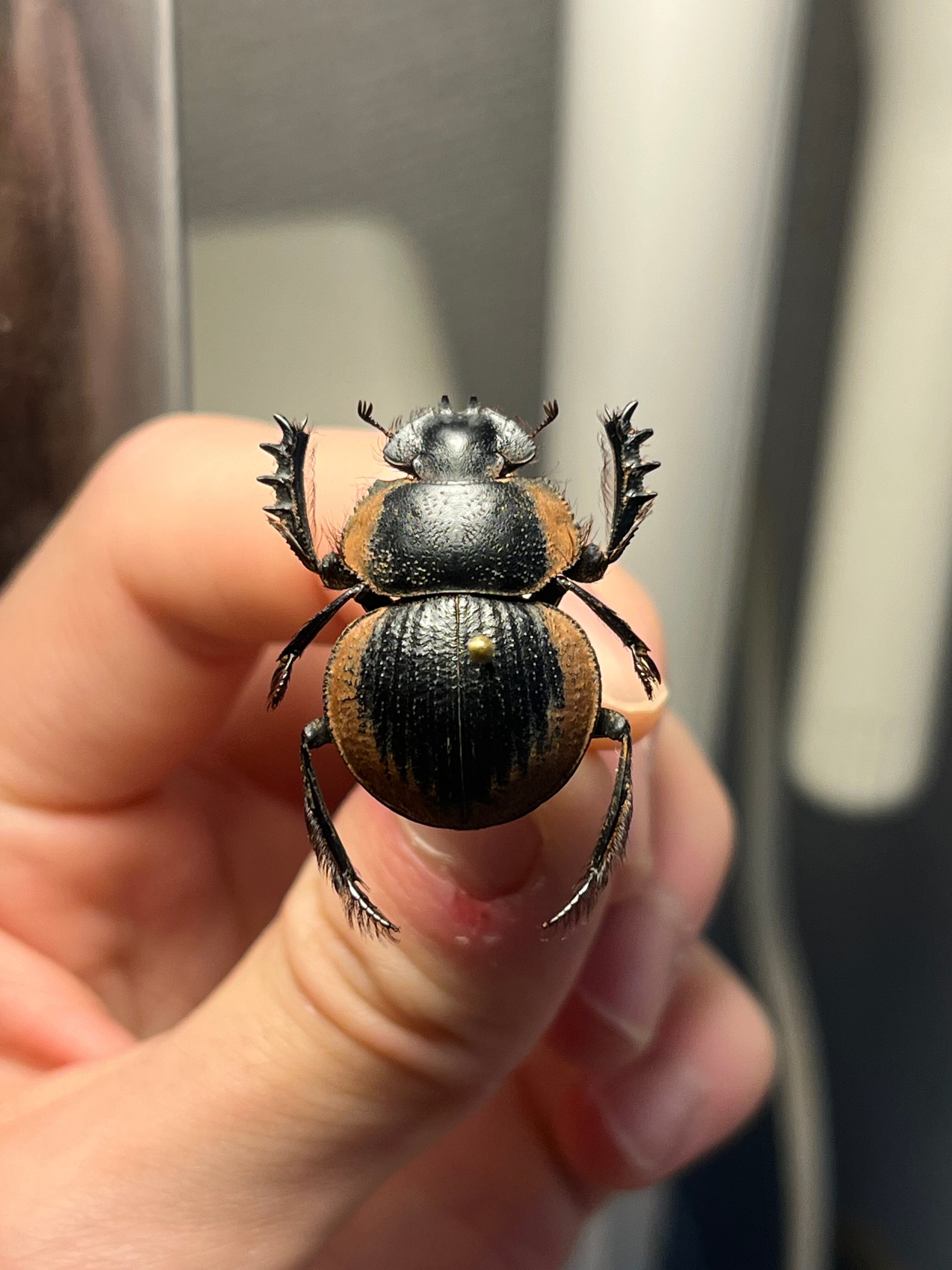 14mm♂】クワガタモドキゴミムシダマシ Calognathus chevrolati 昆虫