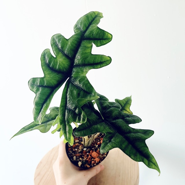 《希少》アロカシア シャントリエリ Sサイズ 観葉植物 calm cafe