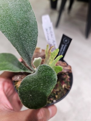 P.veitchii Auburn River × P.willinckii Scofield Tatsuta Variegated 【artPLANTs/PLANTSGARAGE 】ビカクシダ#Platycerium