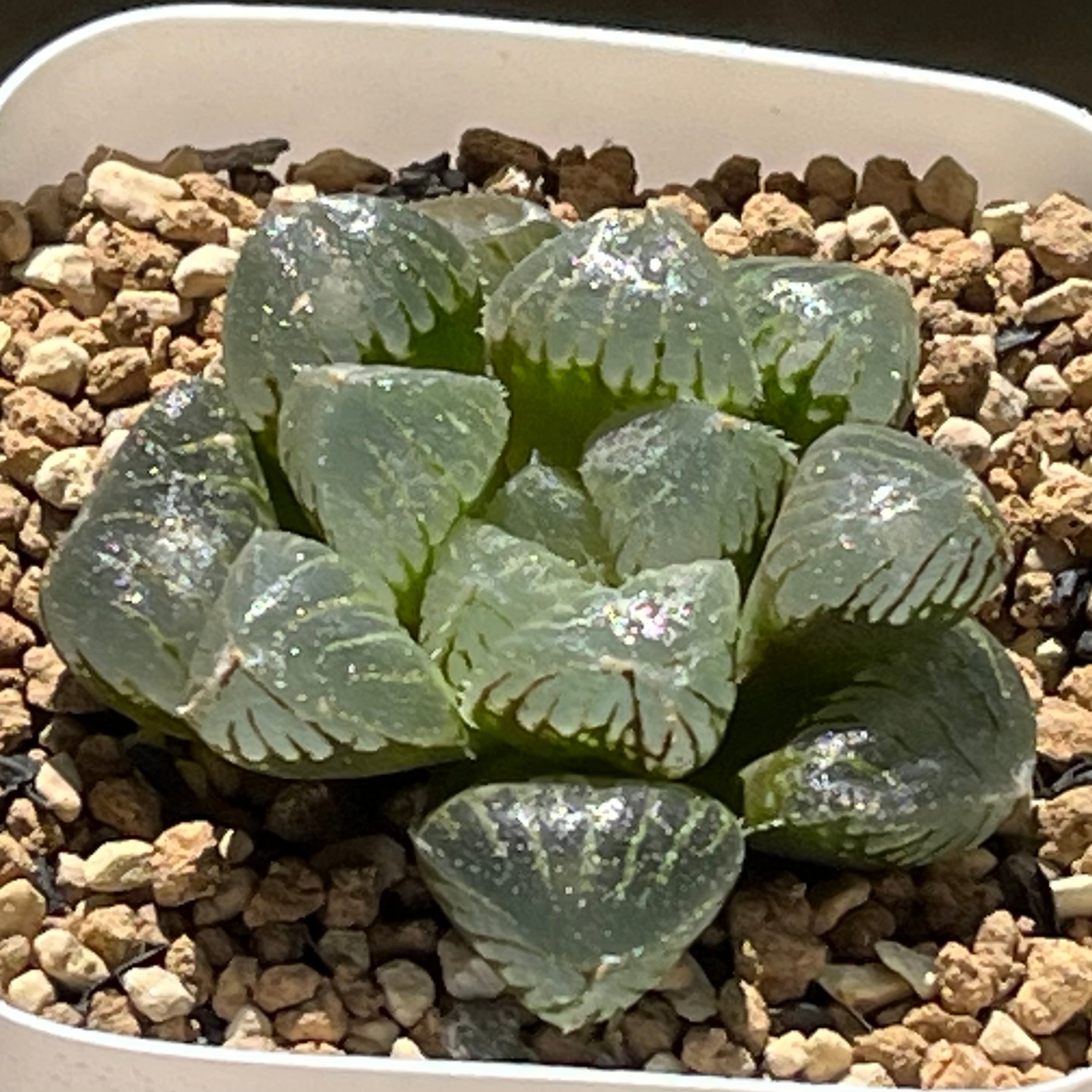 ハオルチア 雫絵巻錦 Yahoo!オークション - ハオルチア 雫絵巻（A）2.5寸 多肉植物 オブツー