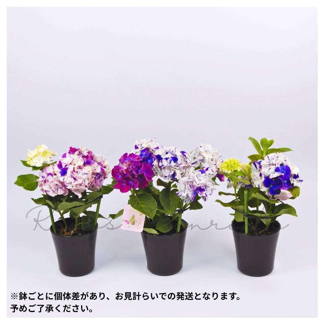 アジサイ： 寿-ことぶき-.パープル（4号鉢）新品種 3色咲きアジサイ