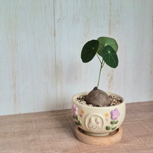 現物〚ステファニア エレクタ〛Stephania Erecta / ステファニアピエレイ塊根植物 コーデックス 発芽済