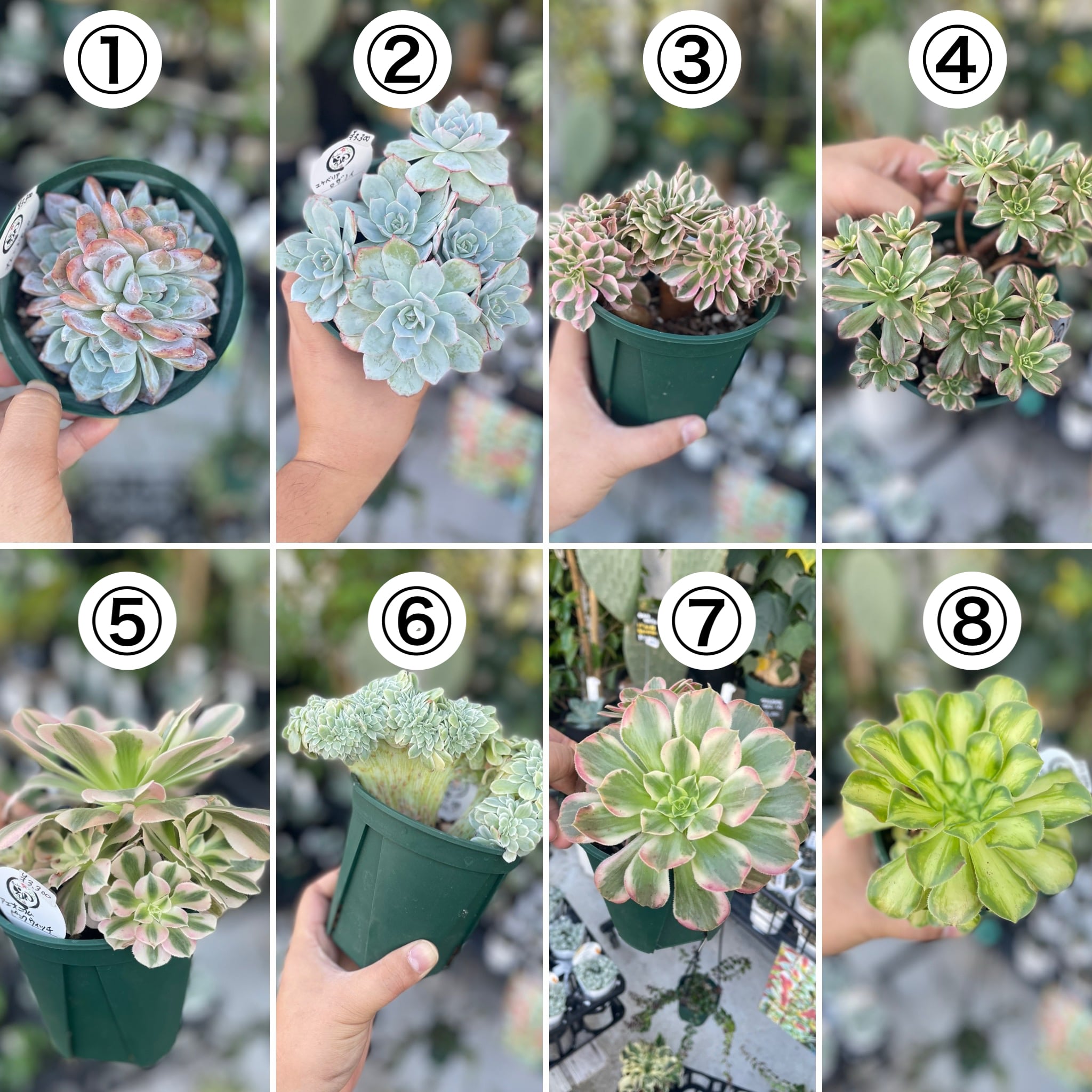 グラマー　多肉植物　抜き苗 bb021561f59bbd9d16a6d01f1623e6