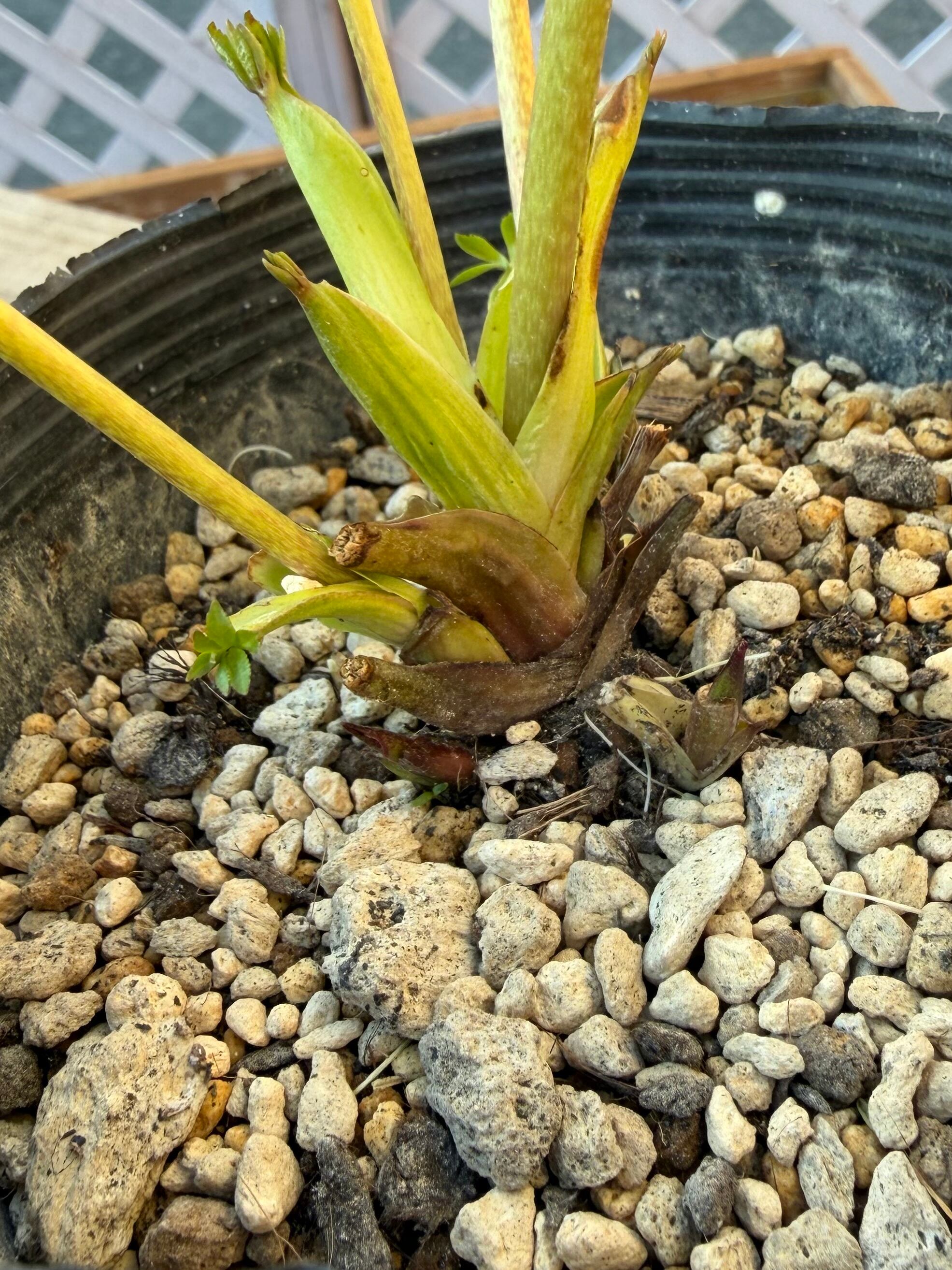 シャガール ※交配札なし 加藤農園 クリスマスローズ【Ka95】送料無料