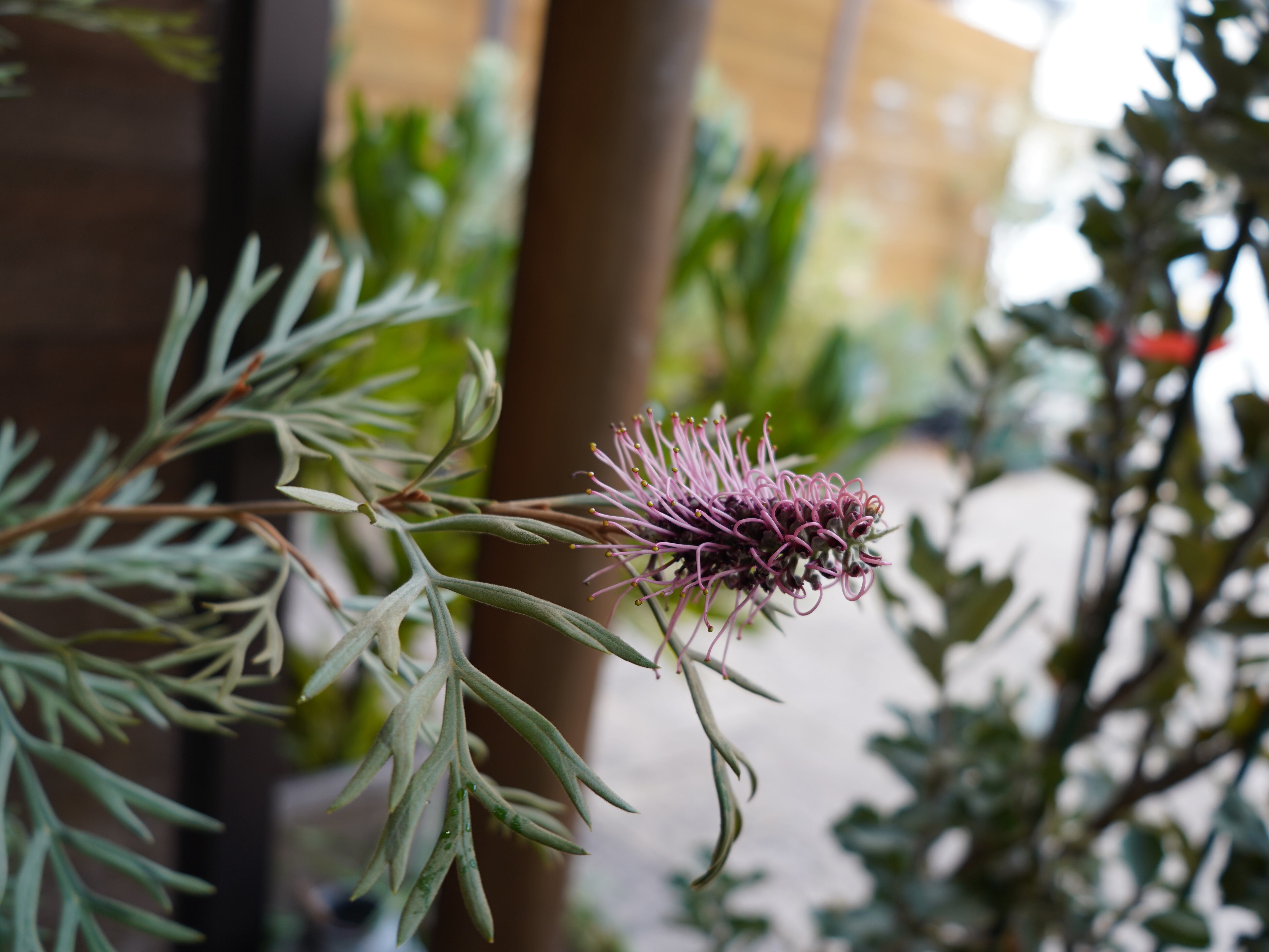 【現物】グレビレア　”ドーンパープル”　A