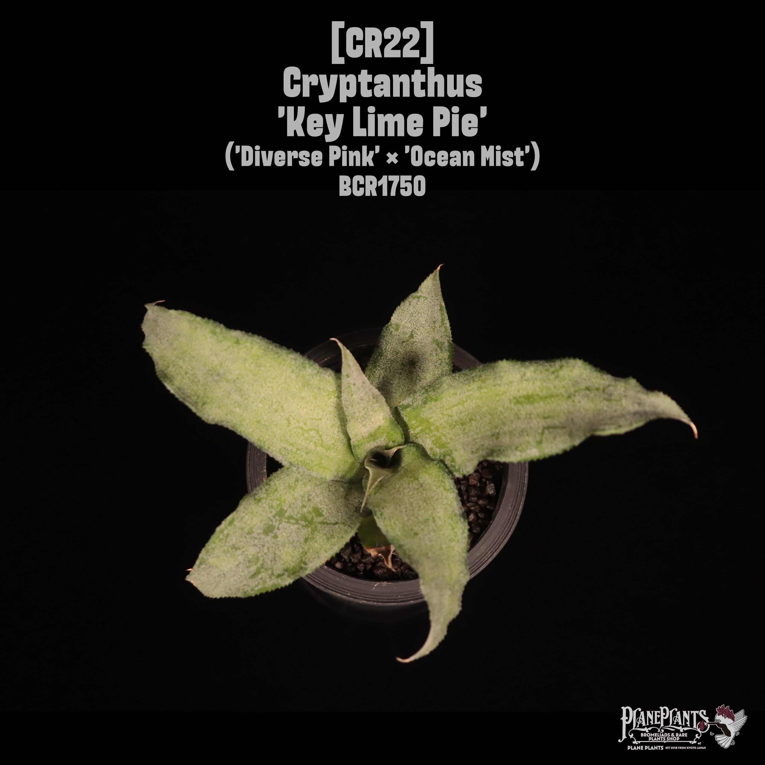 Cryptanthus 'Key Lime Pie'〔クリプタンサス〕CR22