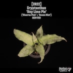 Cryptanthus 'Key Lime Pie'〔クリプタンサス〕CR22
