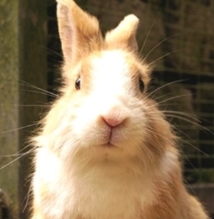 臼井式レイキ遠隔伝授　サードディグリー（リアルタイム再伝授）