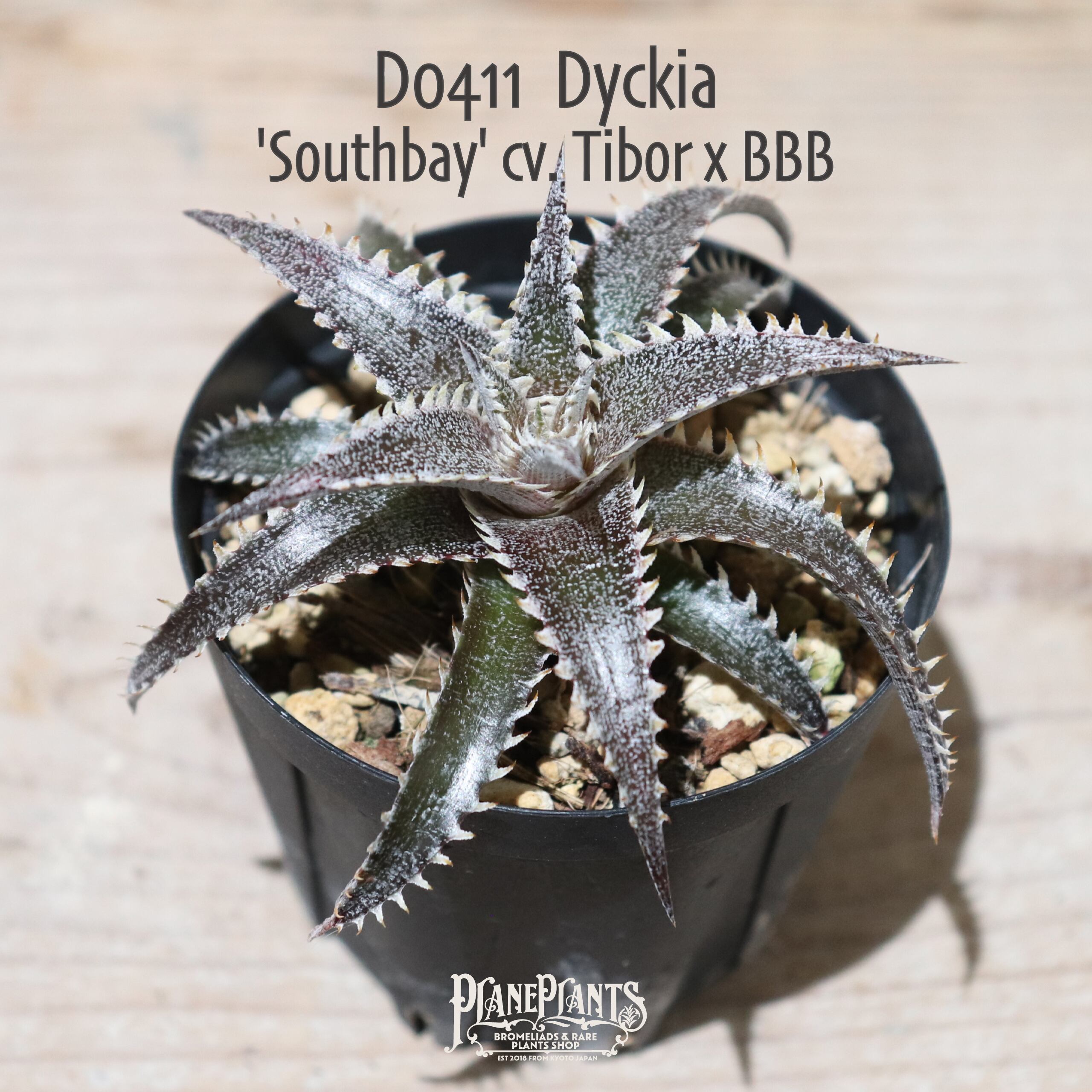 Dyckia South Bay ディッキア　サウスベイ