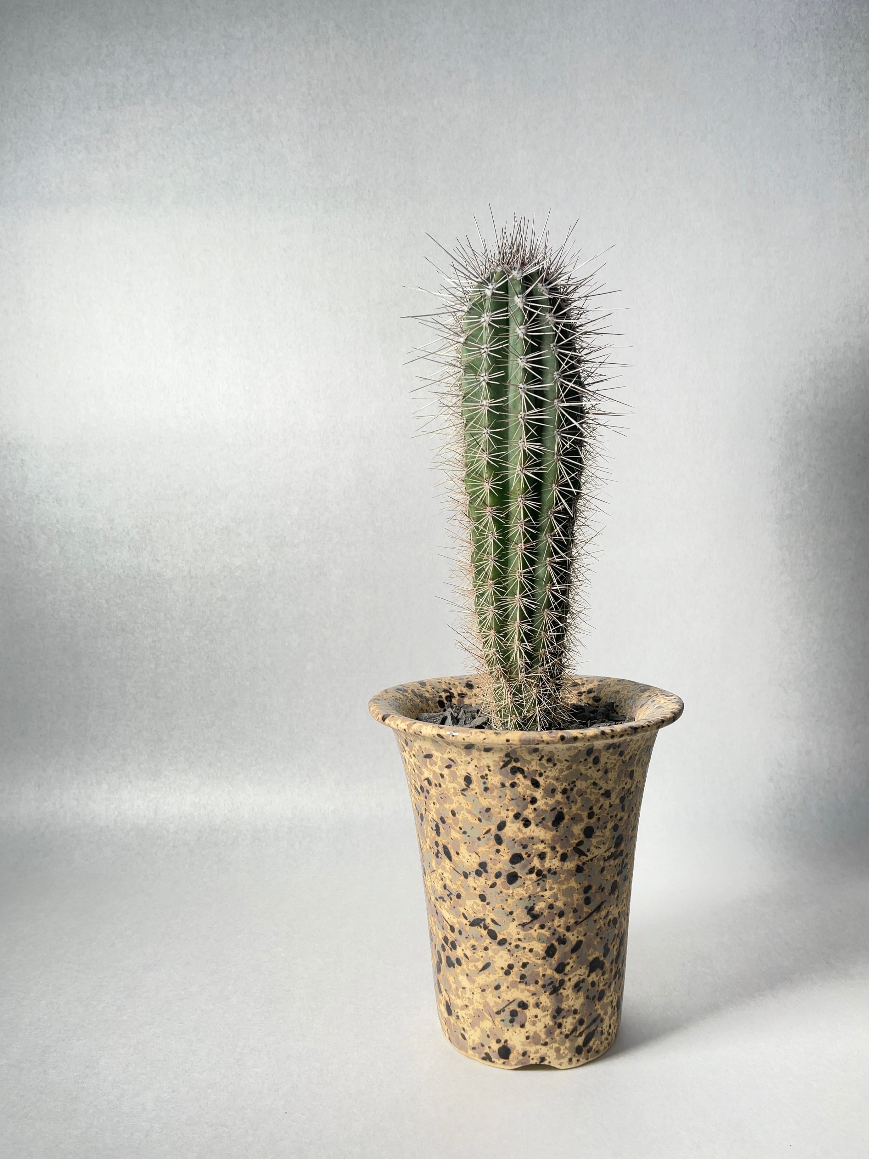 パキセレウス・武倫柱 | trigger