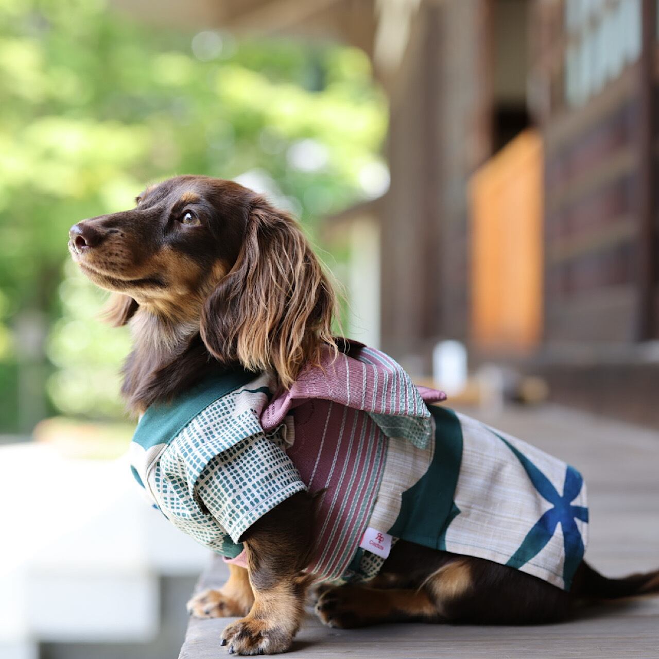 豆千代モダン 半幅帯Boeket （豆千代モダン半幅帯）