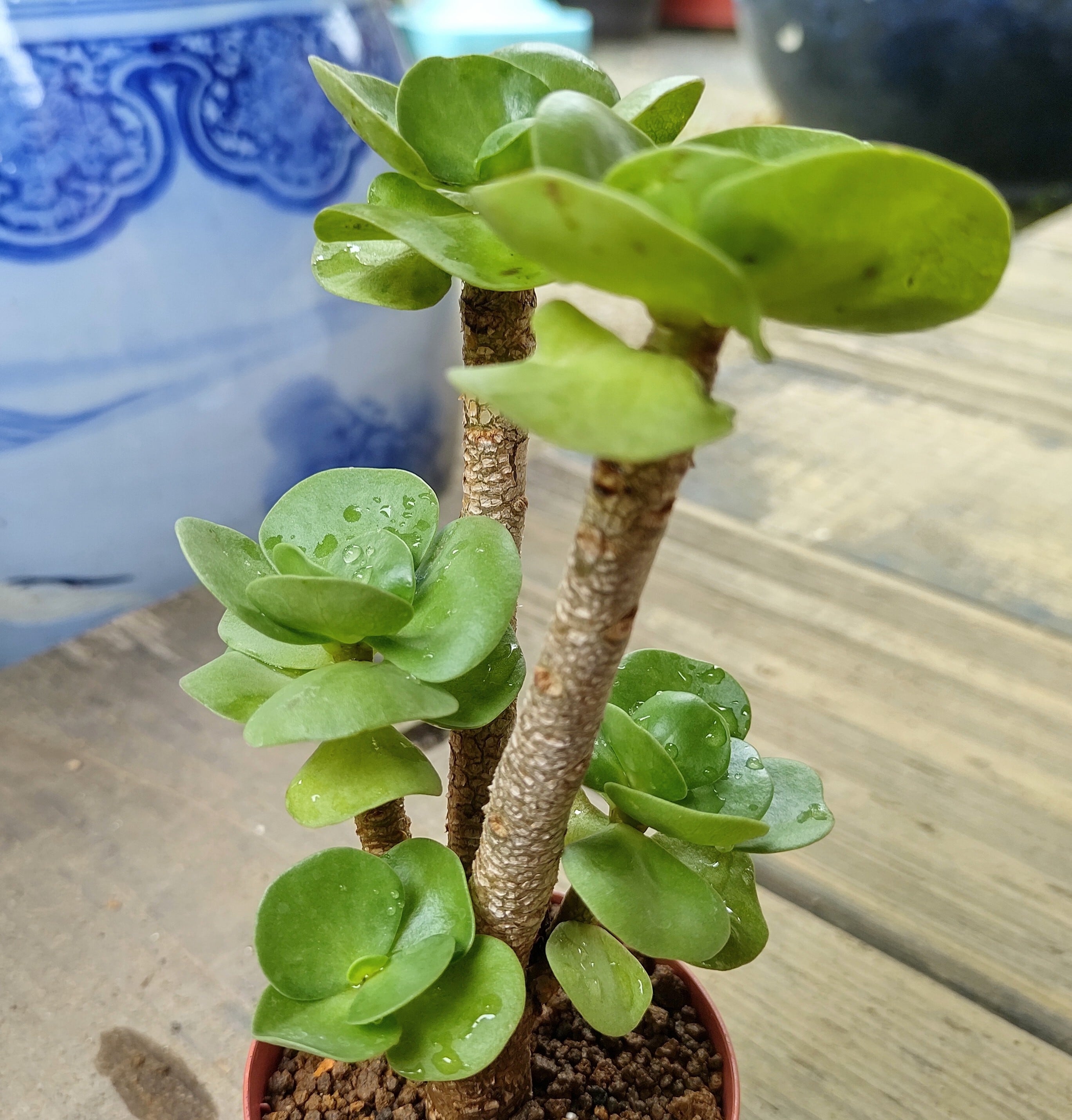 モロキニエンシス | RuPo 多肉植物専門店