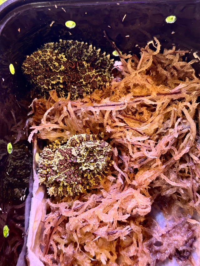 ベトナムコケガエル