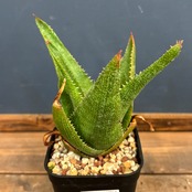 アロエ ソーンクロフティ【035】