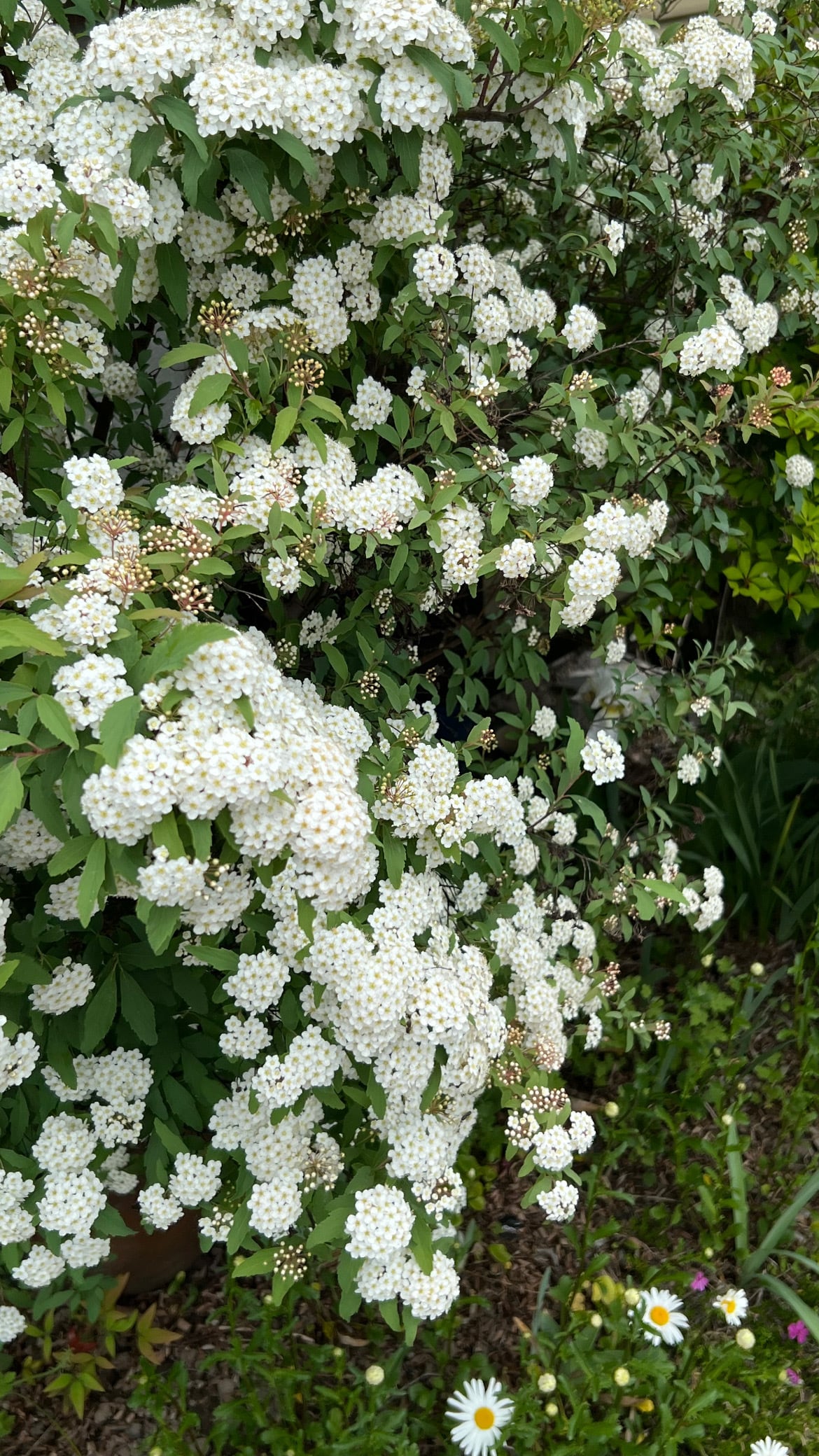 期間限定】花山椒100g 京都産 日時指定不可 | 根蕈果konshinka