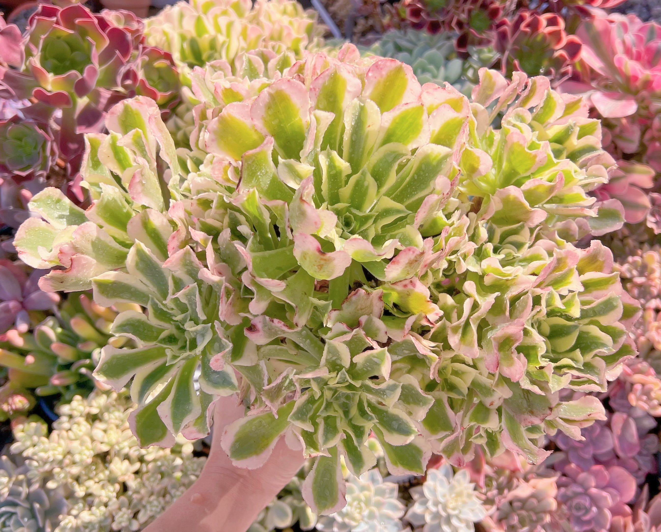 現品　Aeonium白鳳錦#600　特特大群生　新入荷