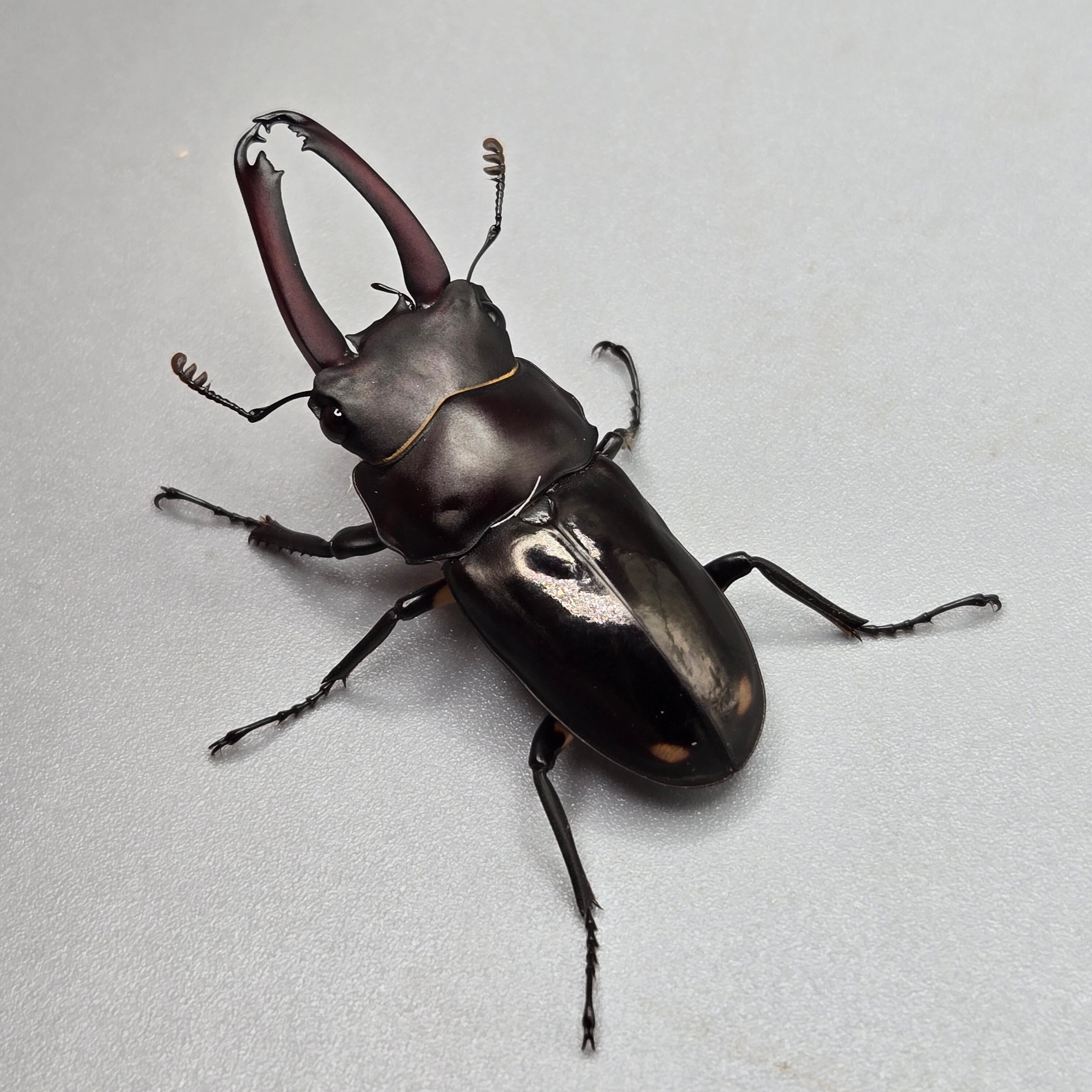 くわかぶプラネット ⁄ WDビシグナートゥスコクワガタペア ビシグナー 