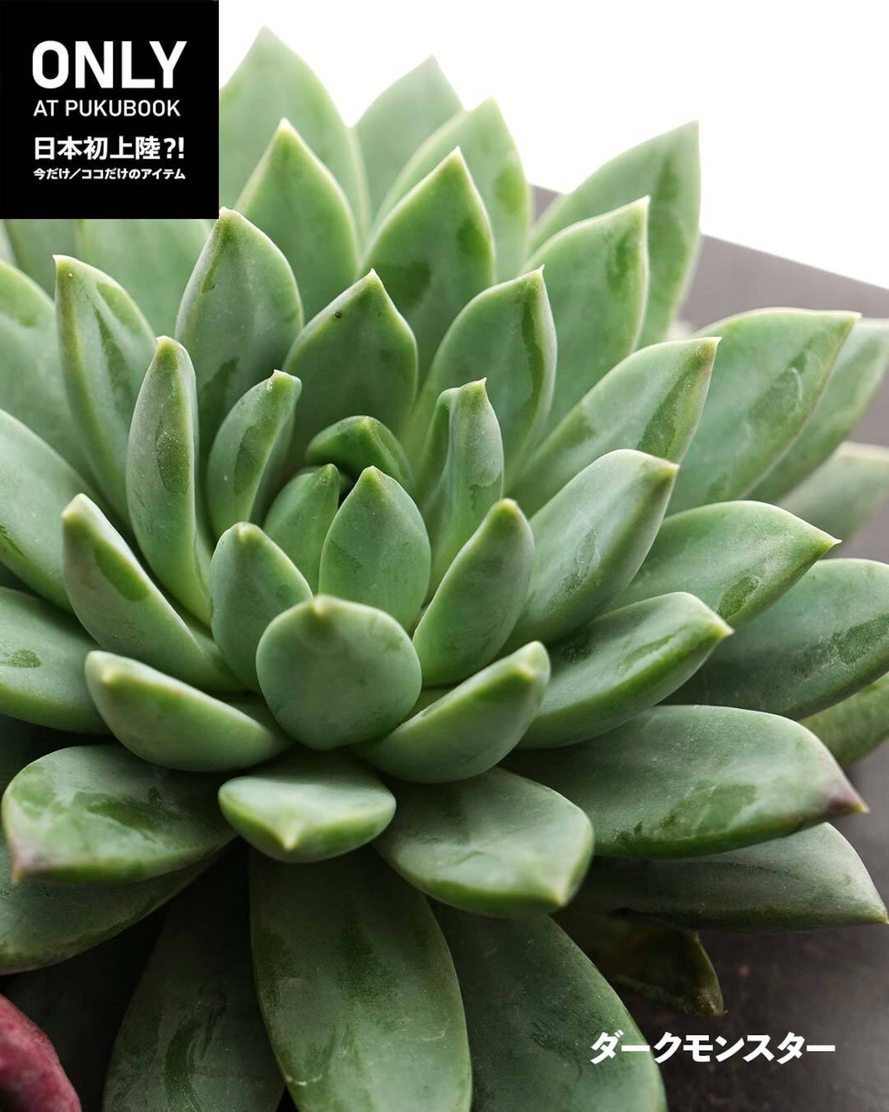 【11月2日イベント凱旋ガチャ】 8種+α セット