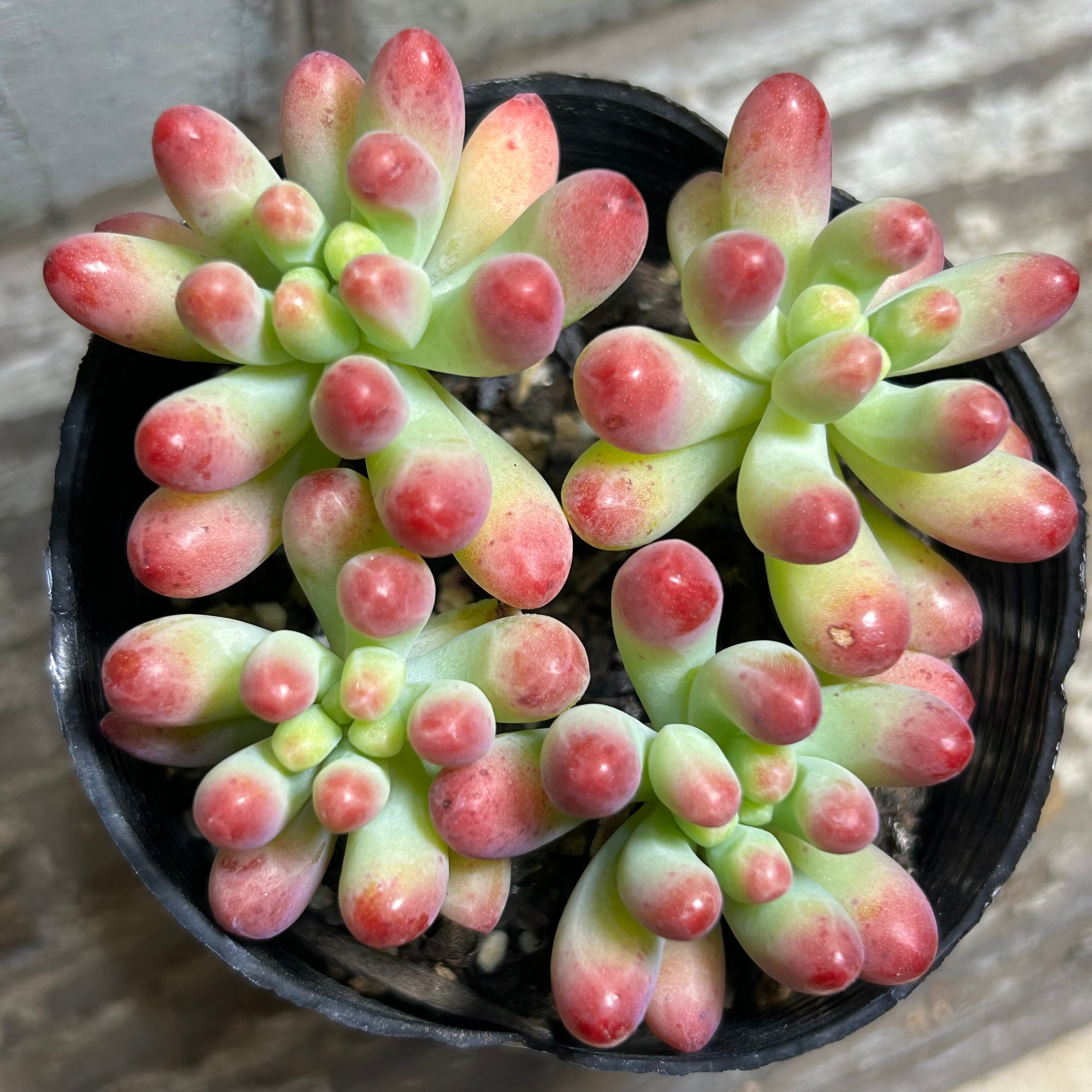 キャンディーグレープ | RuPo 多肉植物専門店