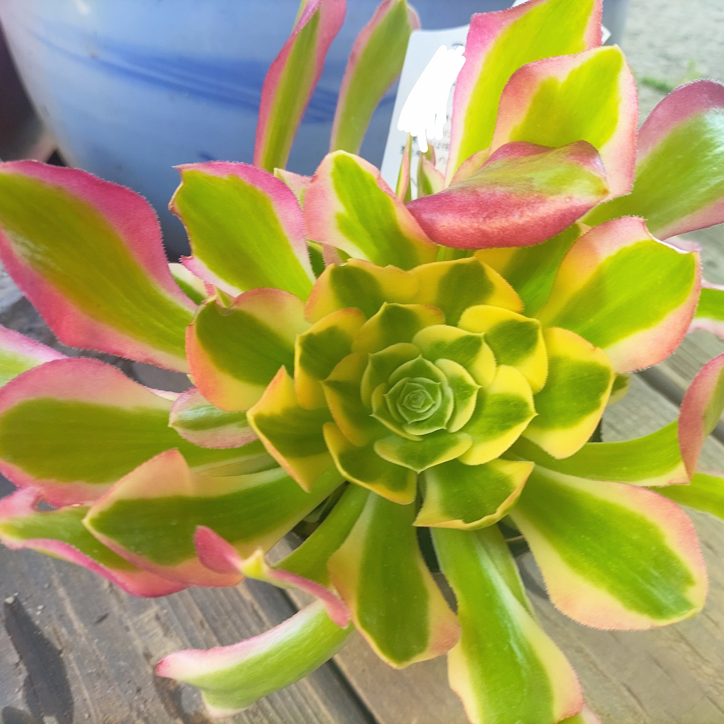 リバーストーン(アエオニウム) | RuPo 多肉植物専門店