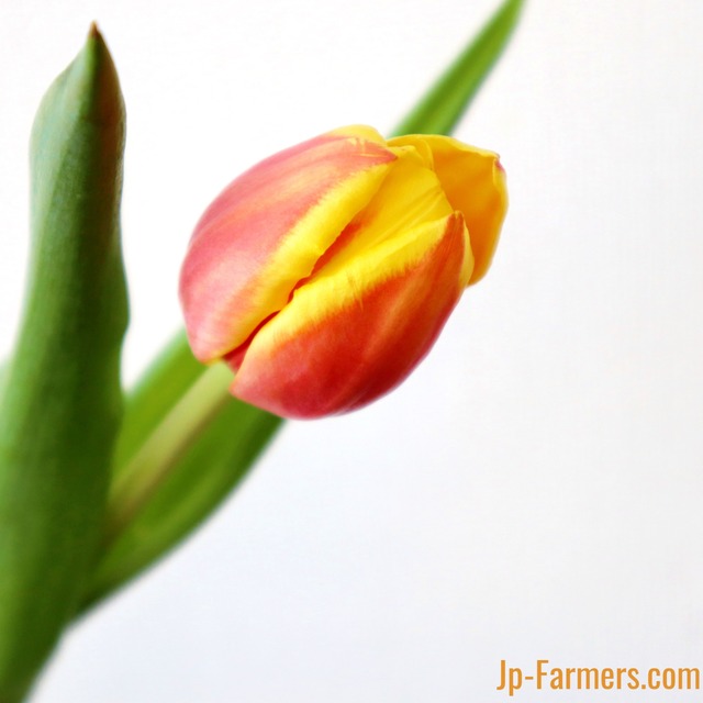 チューリップ　ヘニーファンダーモースト　10本