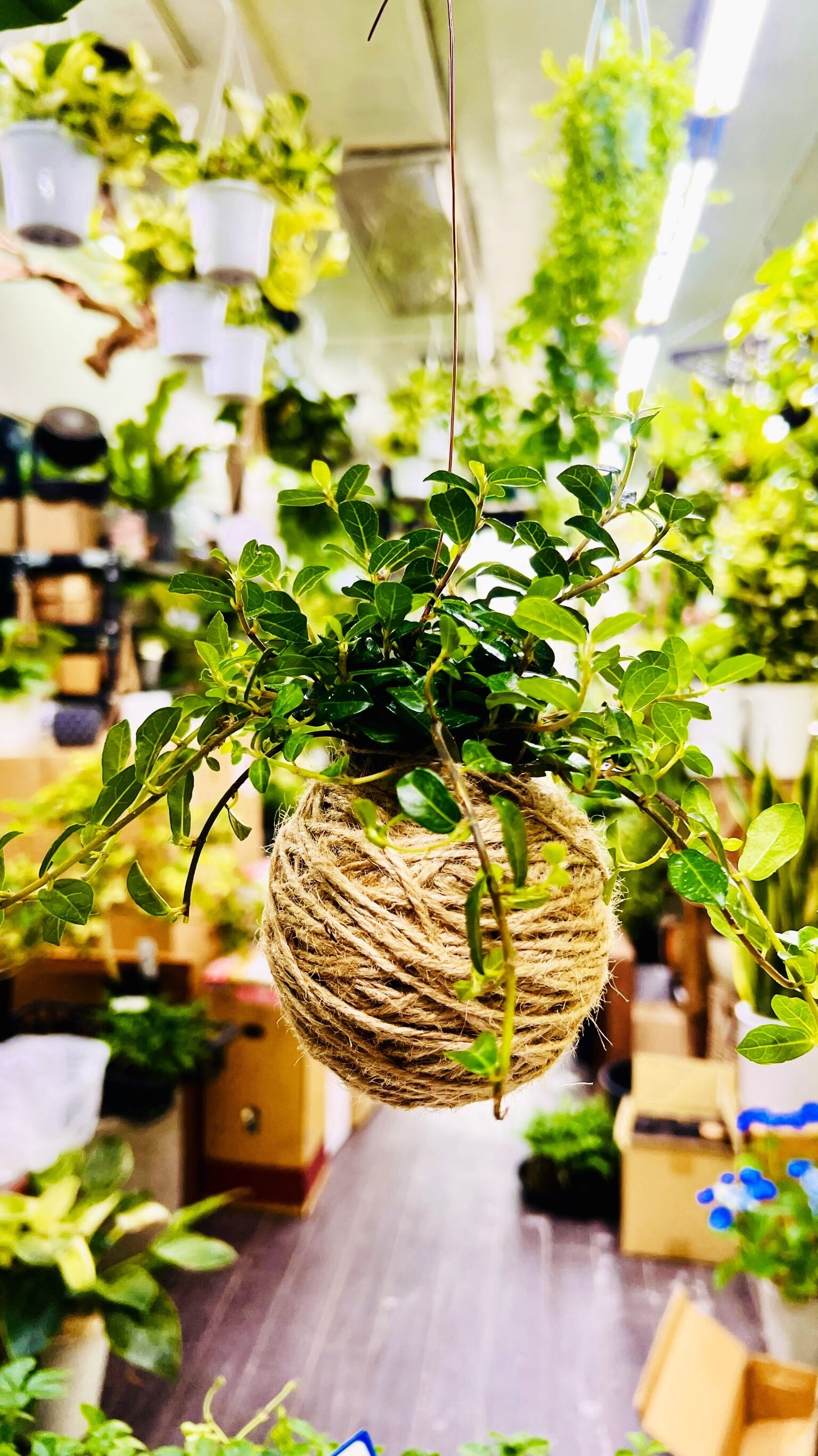 ツルガジュマル 麻玉ハンギング 苔玉風 ナチュラルインテリア 観葉植物
