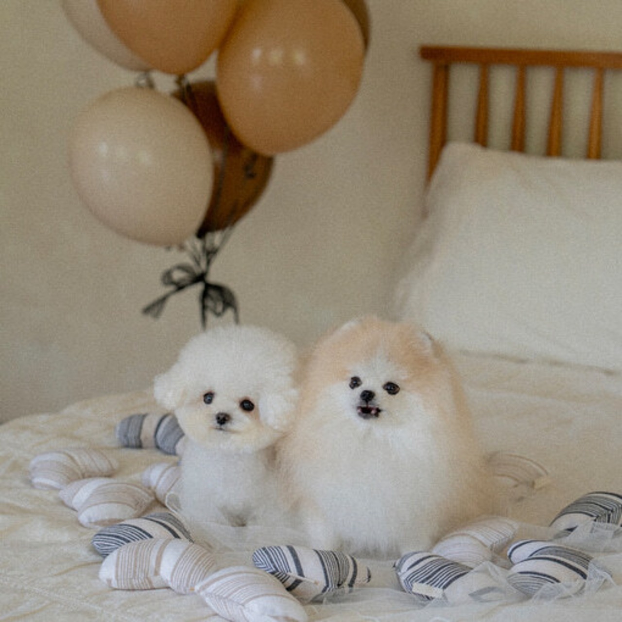 予約 【pecoramou select】Love Love Puppy Toy