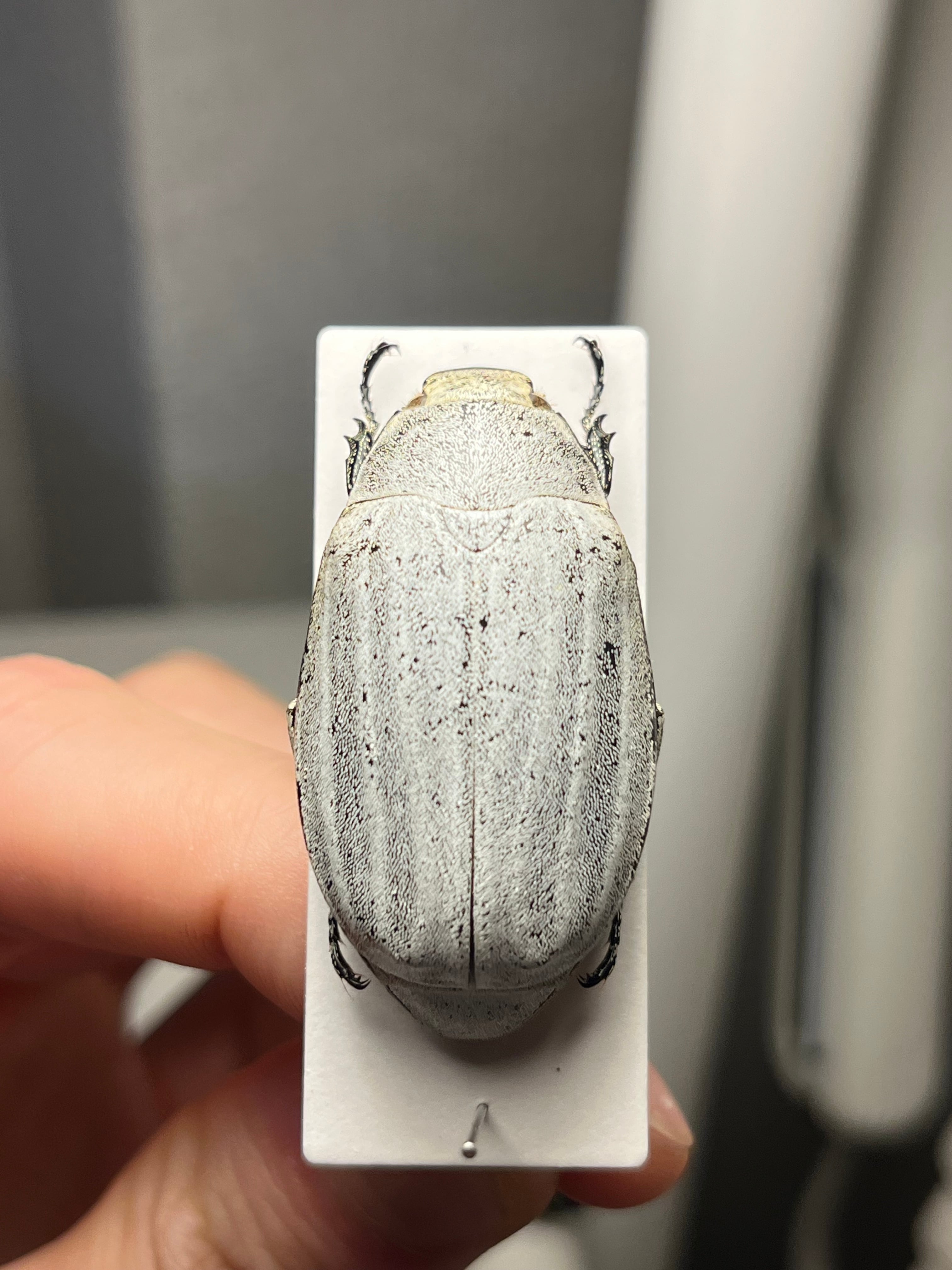【38mm】マッシロコガネ Cyphochi昆虫標本 プラチナコガネ 38mm】マッシロコガネ Cyphochilus 地球上で最も白い生物 プラチナ