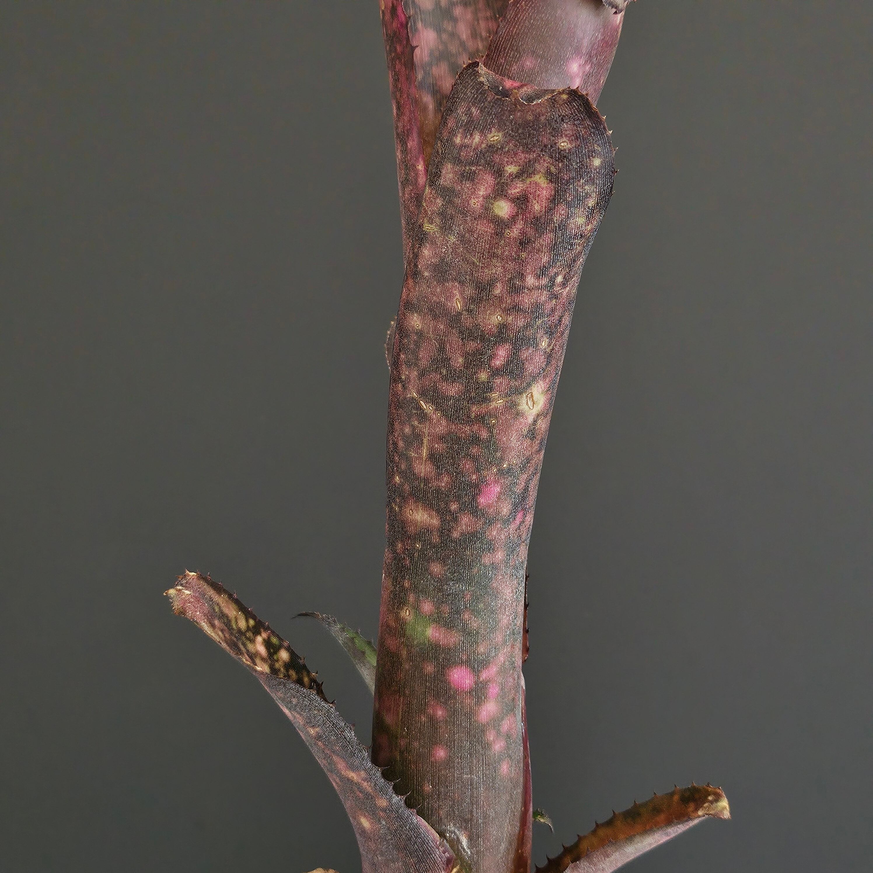 ビルベルギア ハイブリッド 43 Billbergia Hybrid 43 | Plants Baka