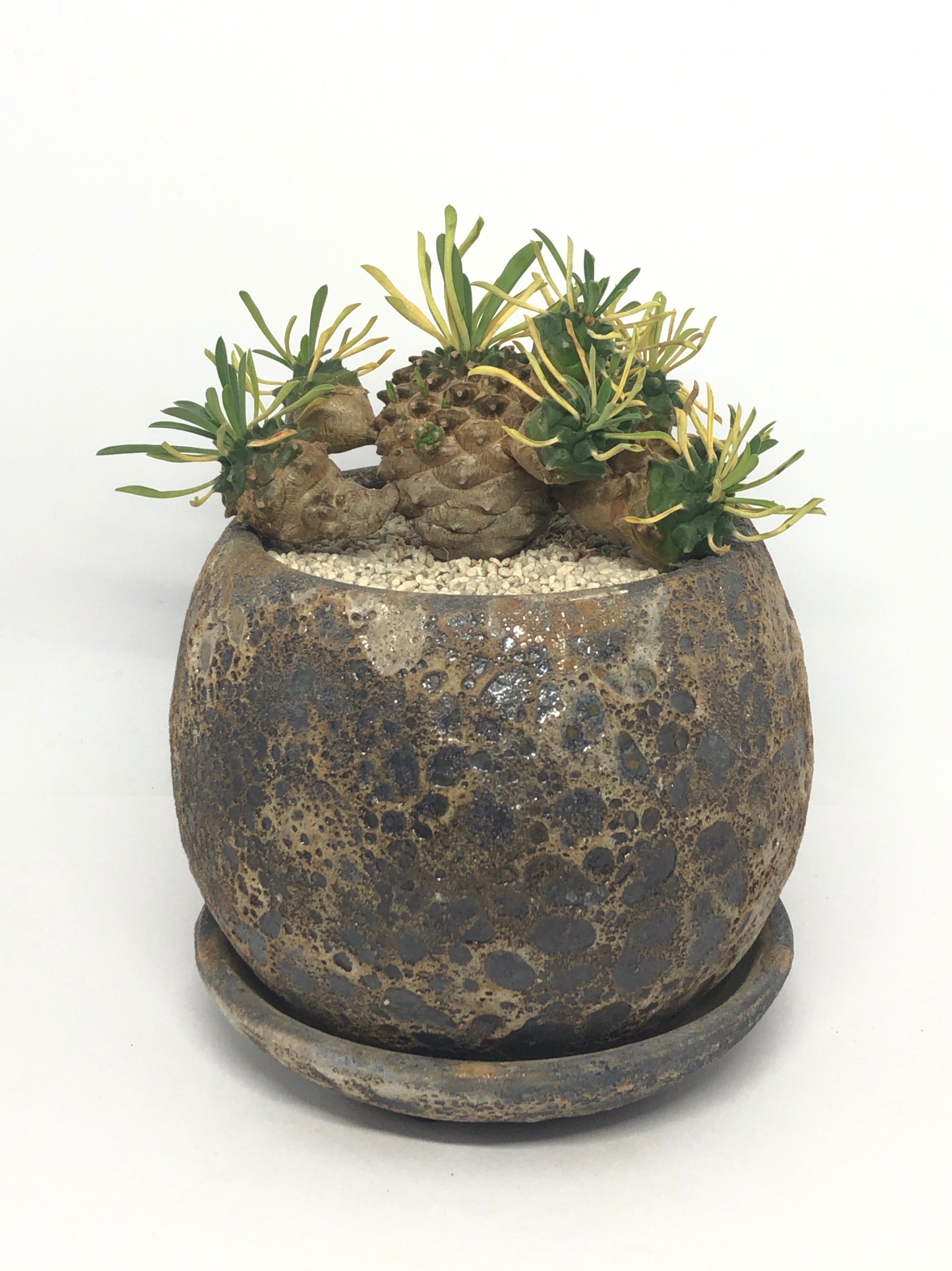 ユーフォルビア・峨眉山 | trigger