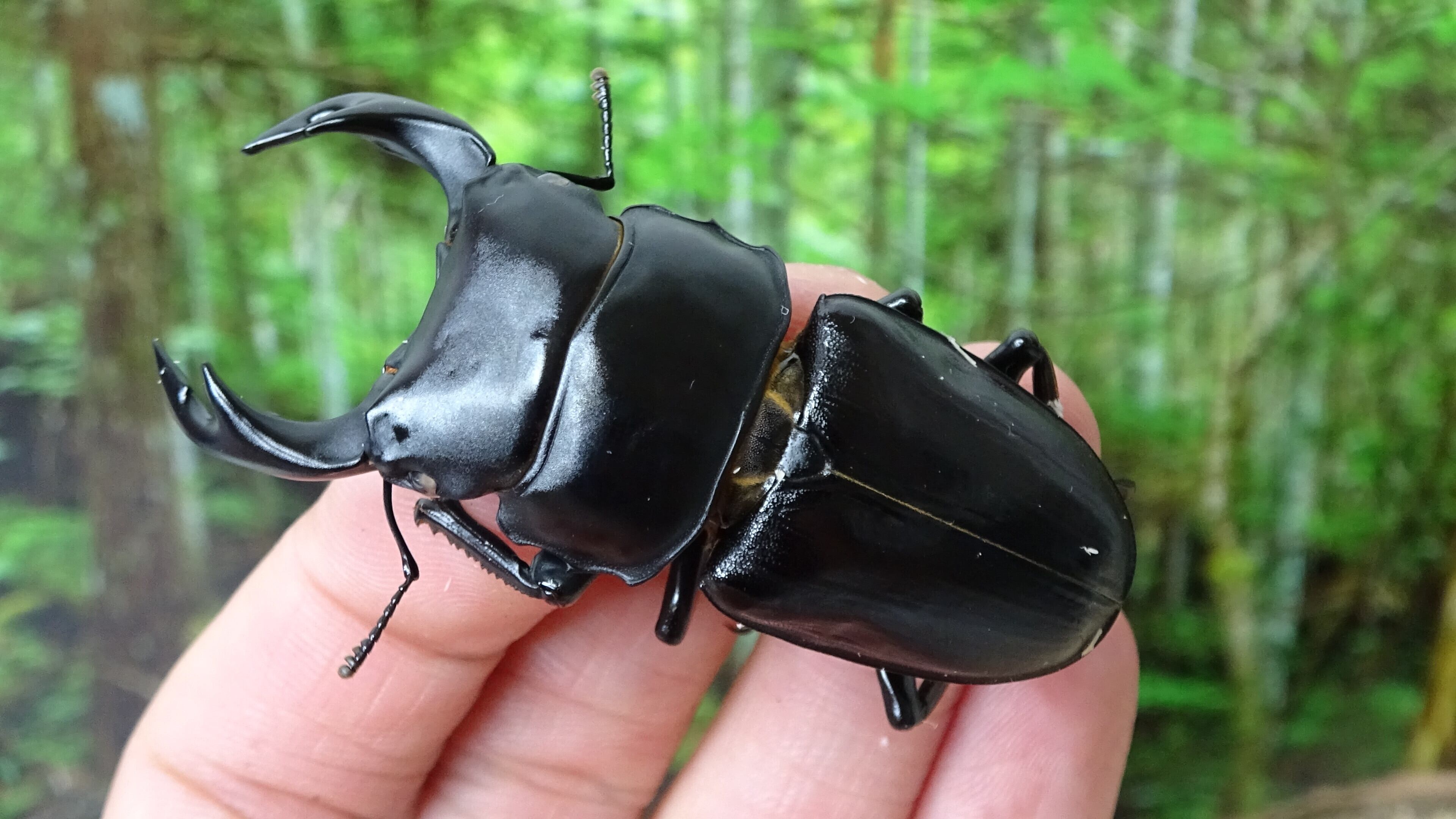 長野県安曇野市産オオクワガタ ♀40mm+31mm天然オオクワガタ WD